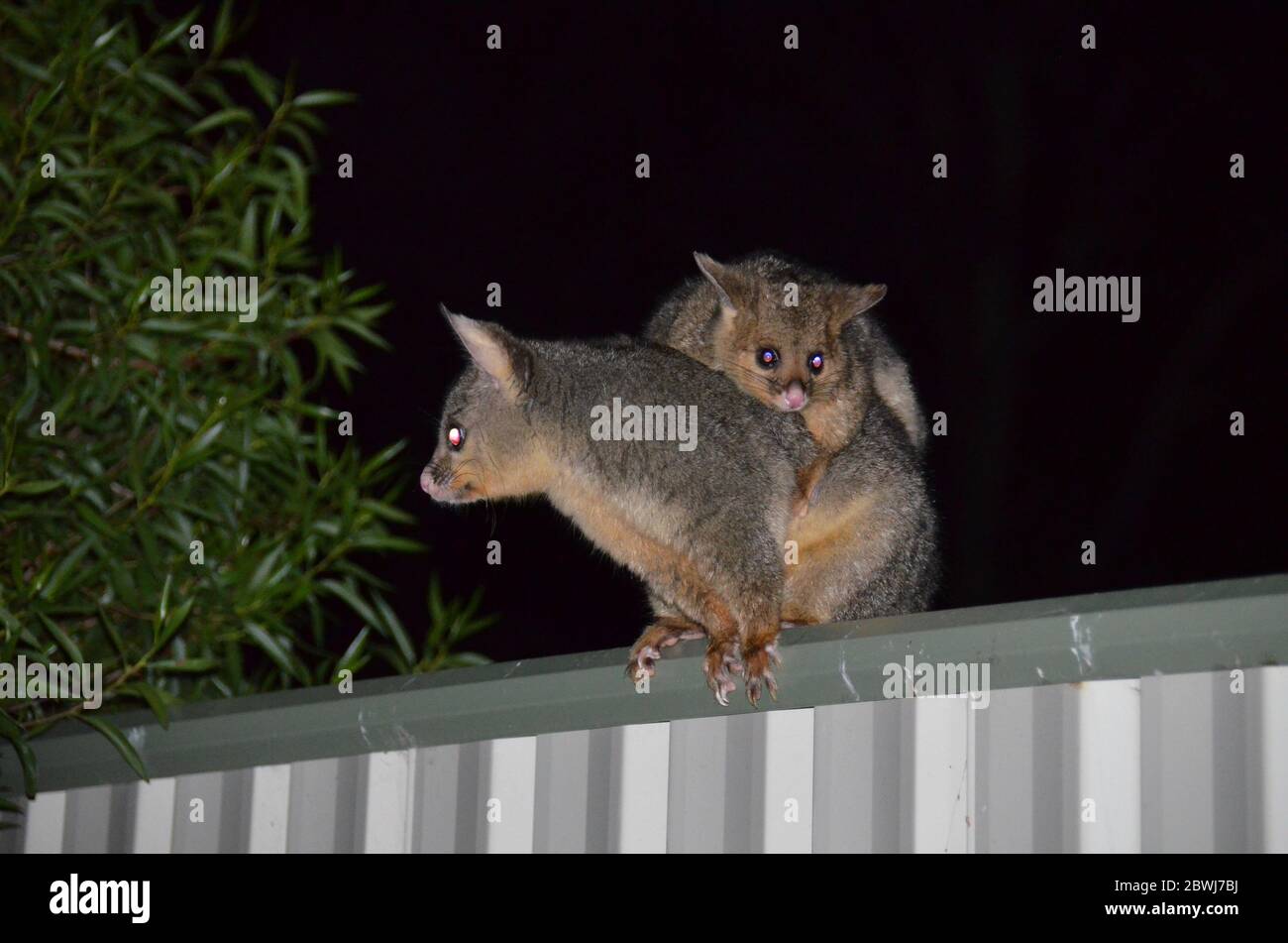 Queue de pinceau australienne Possum Banque D'Images