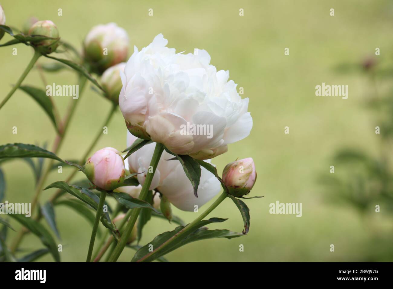 Fleurs de pivoine blanche et boutons blancs, symbole de richesse et de bonne chance dans la culture chinoise. Banque D'Images