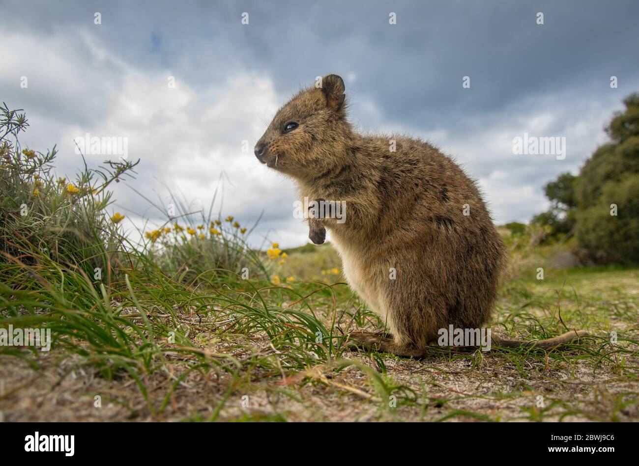 Adorable quokka kangourou, île de Rottnest, Australie occidentale Banque D'Images