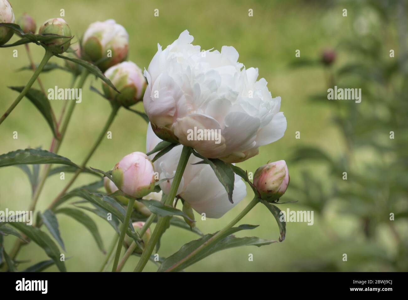 Pivoine blanche Banque de photographies et d'images à haute résolution -  Alamy