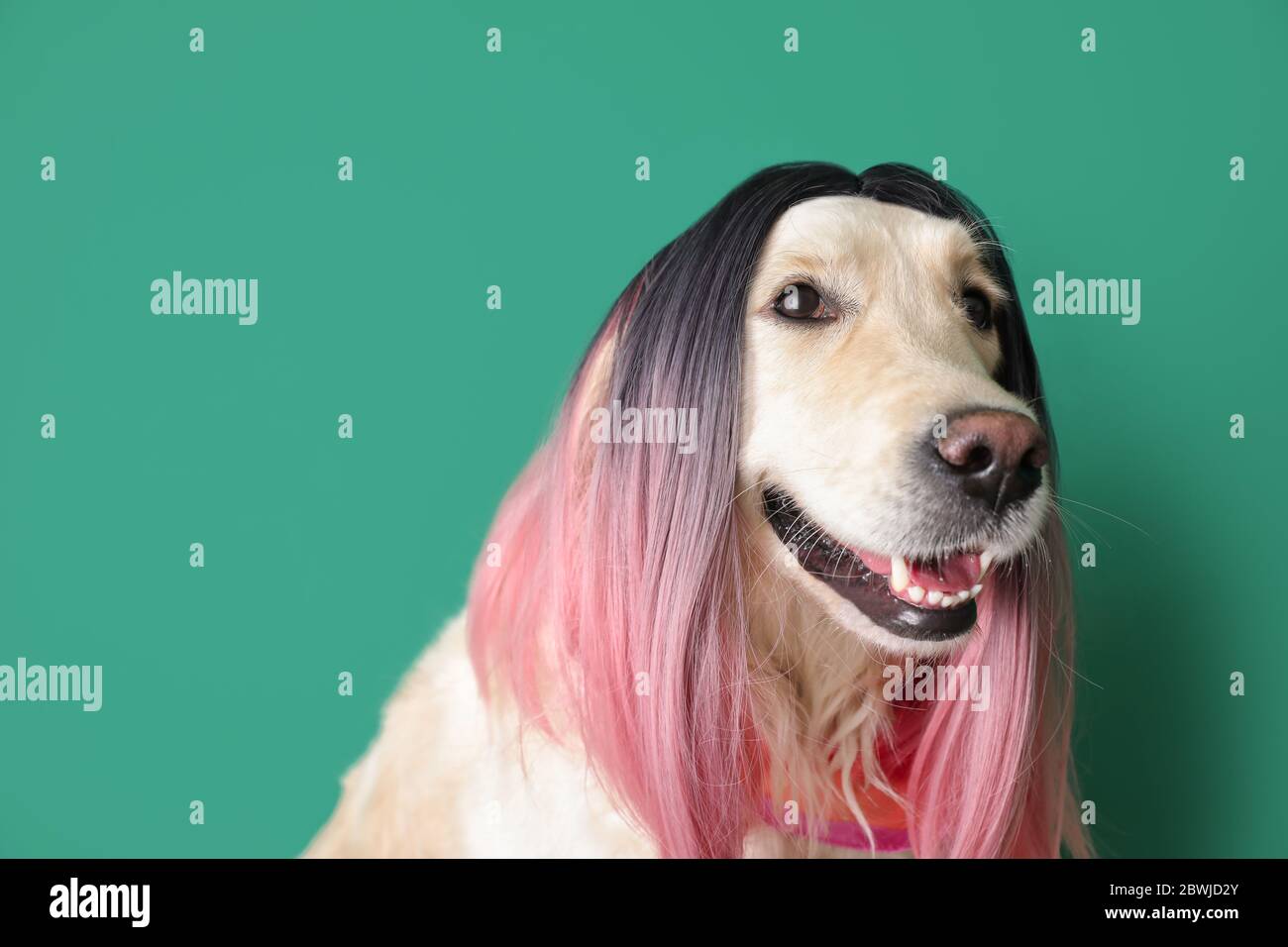 Chien drôle dans la perruque sur fond de couleur Banque D'Images