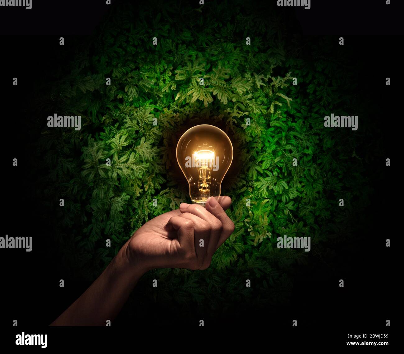 main tenant une ampoule avec des feuilles vertes fraîches à l'intérieur sur fond de nature. Concept d'économie d'énergie. Banque D'Images