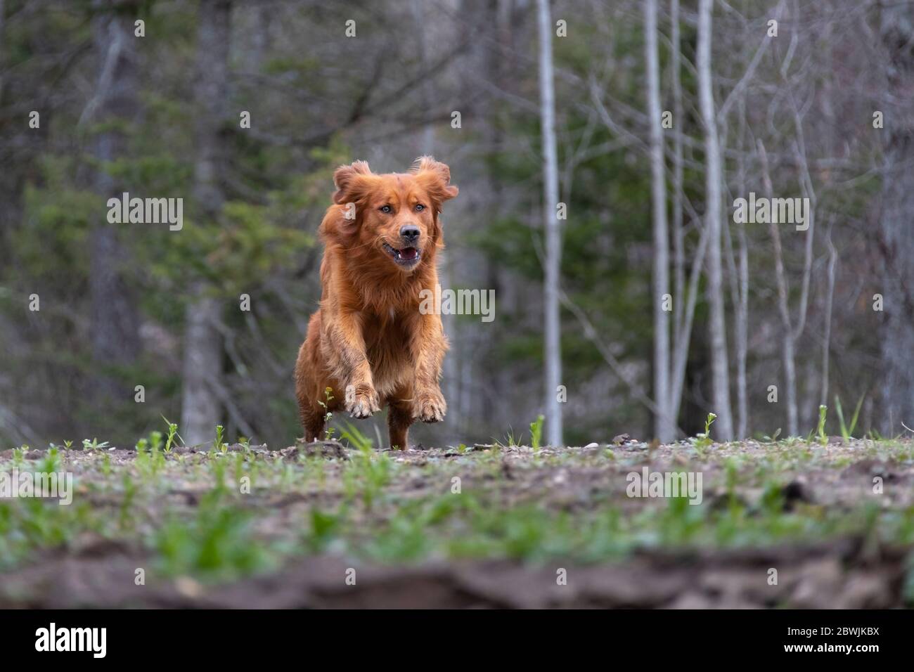 Chien Golden Retriever en train de courir sur une colline. Banque D'Images