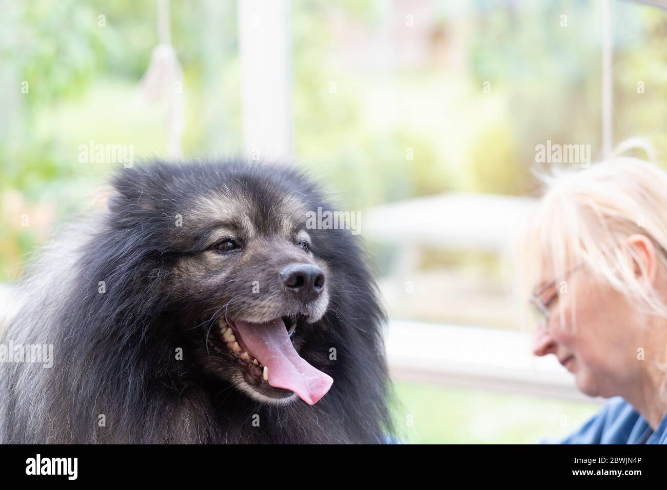 Portrait de Wolf Spitz Dog et femme de groomer professionnelle Banque D'Images