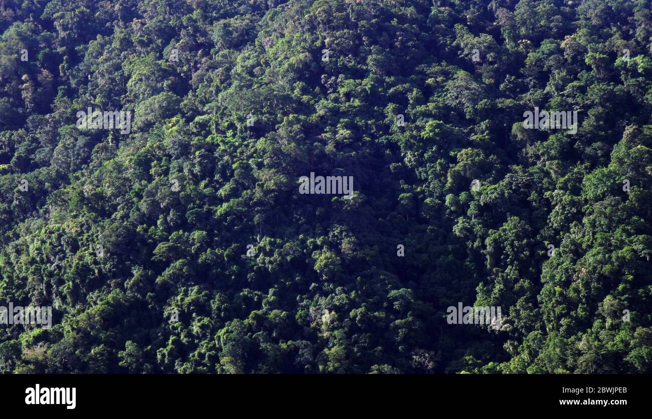 Couvert tropical de forêt tropicale en pleine croissance sur une pente de montagne quasi verticale, Glacier Rock, Cairns, Queensland, Australie Banque D'Images