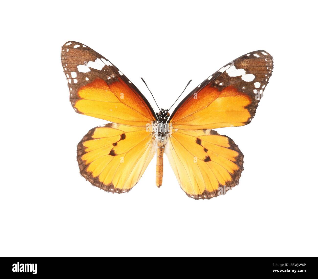 Magnifique papillon sur fond blanc Banque D'Images