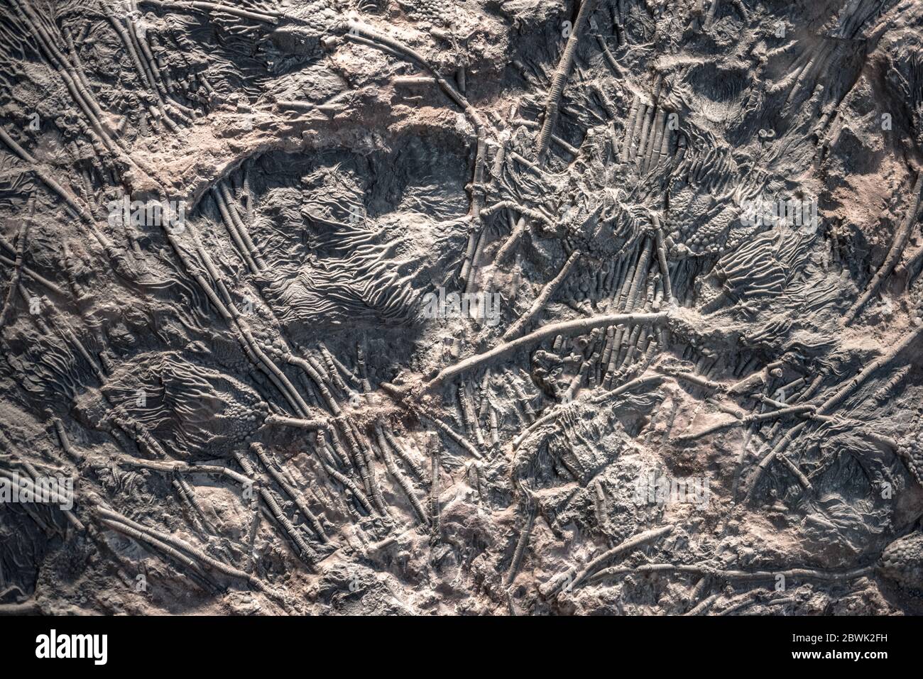 Fossile de crinoïde (nénuphars) Banque D'Images