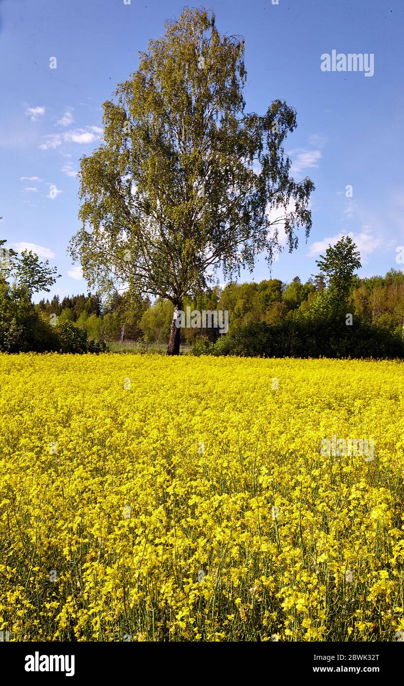 Champ de colza en fleurs. Suède, Södermanland Banque D'Images