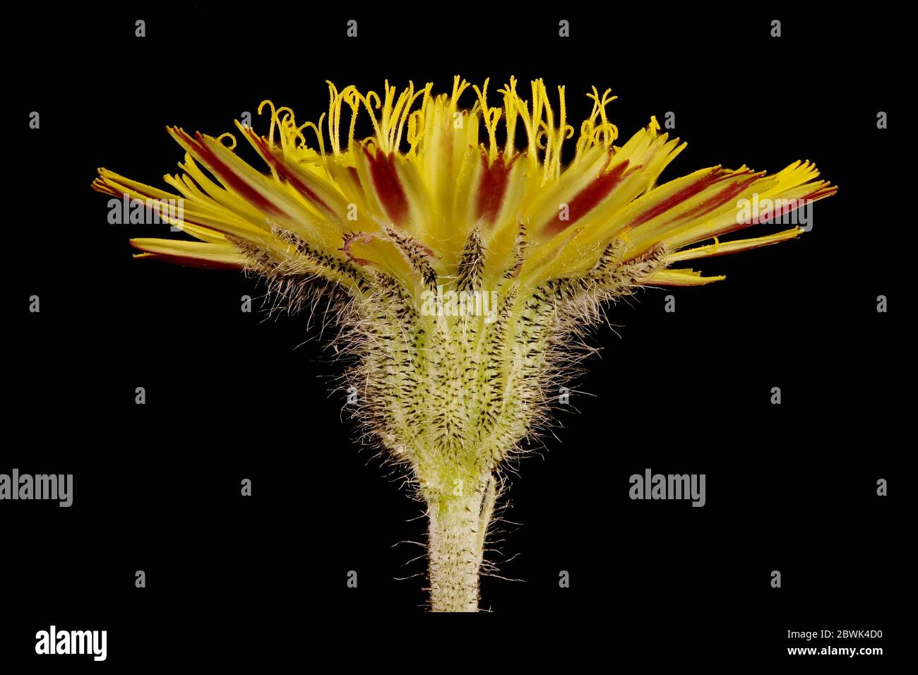 Hawkweed (Pilosella officinarum). Gros plan sur le capitule Banque D'Images