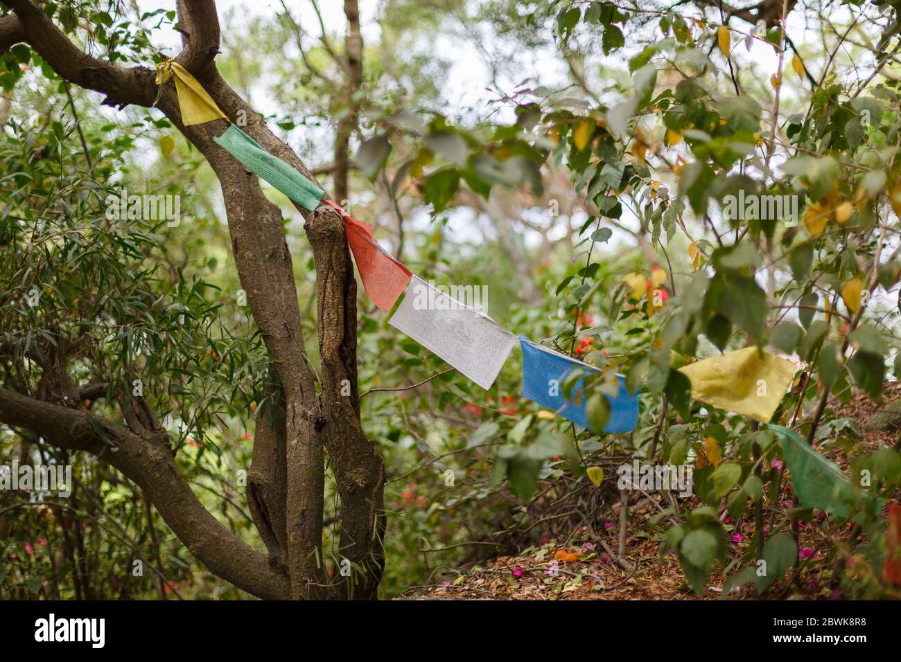 Drapeaux tibétains de prière entre les arbres. Au temple de Nanputuo, Xiamen Banque D'Images Drapeaux tibétains de prière entre les arbres. Au temple de Nanputuo, Xiamen Banque D'Images