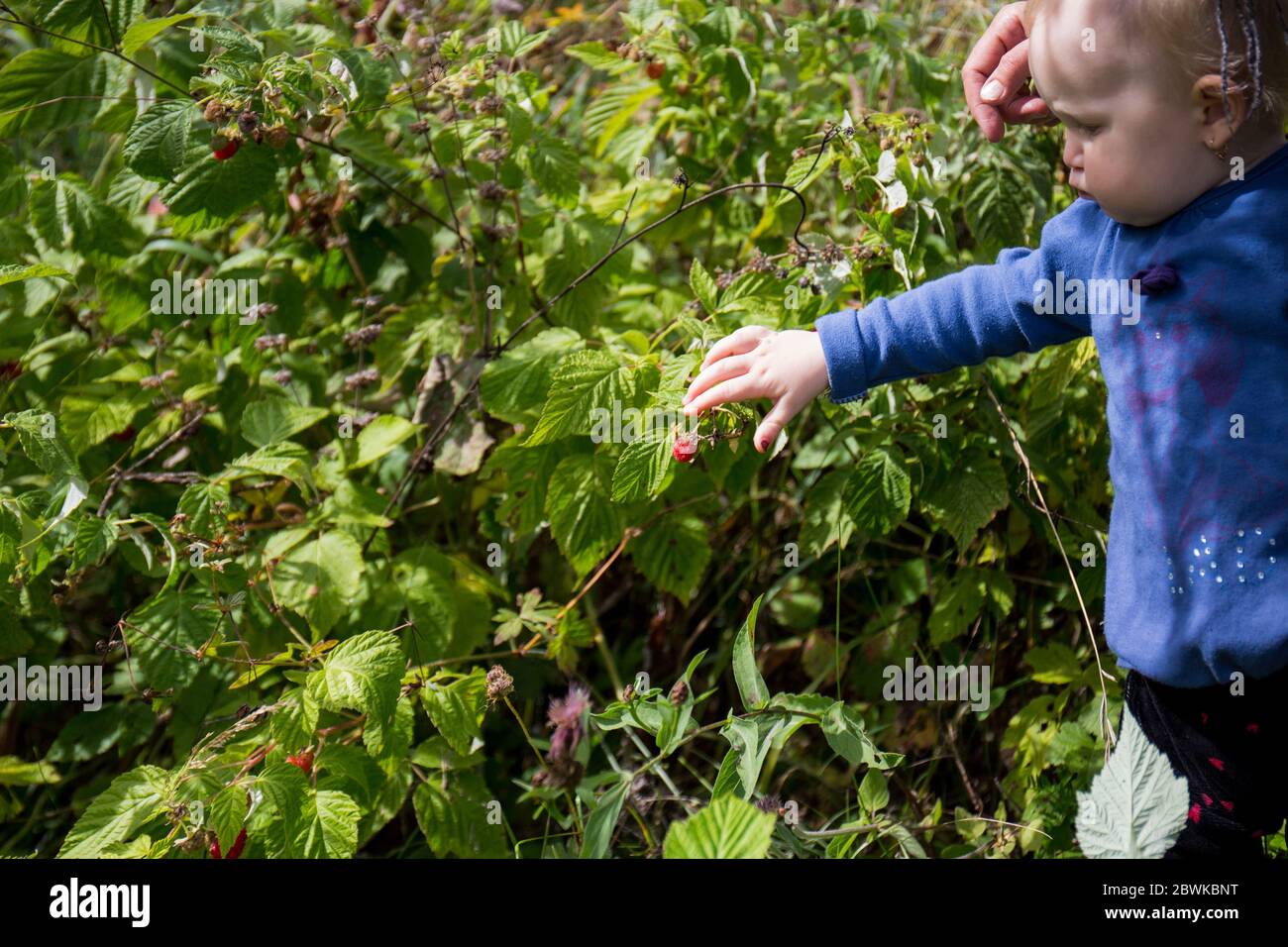 La petite fille cueille des framboises fraîches d'une branche et mange, la nature, des fruits biologiques Banque D'Images