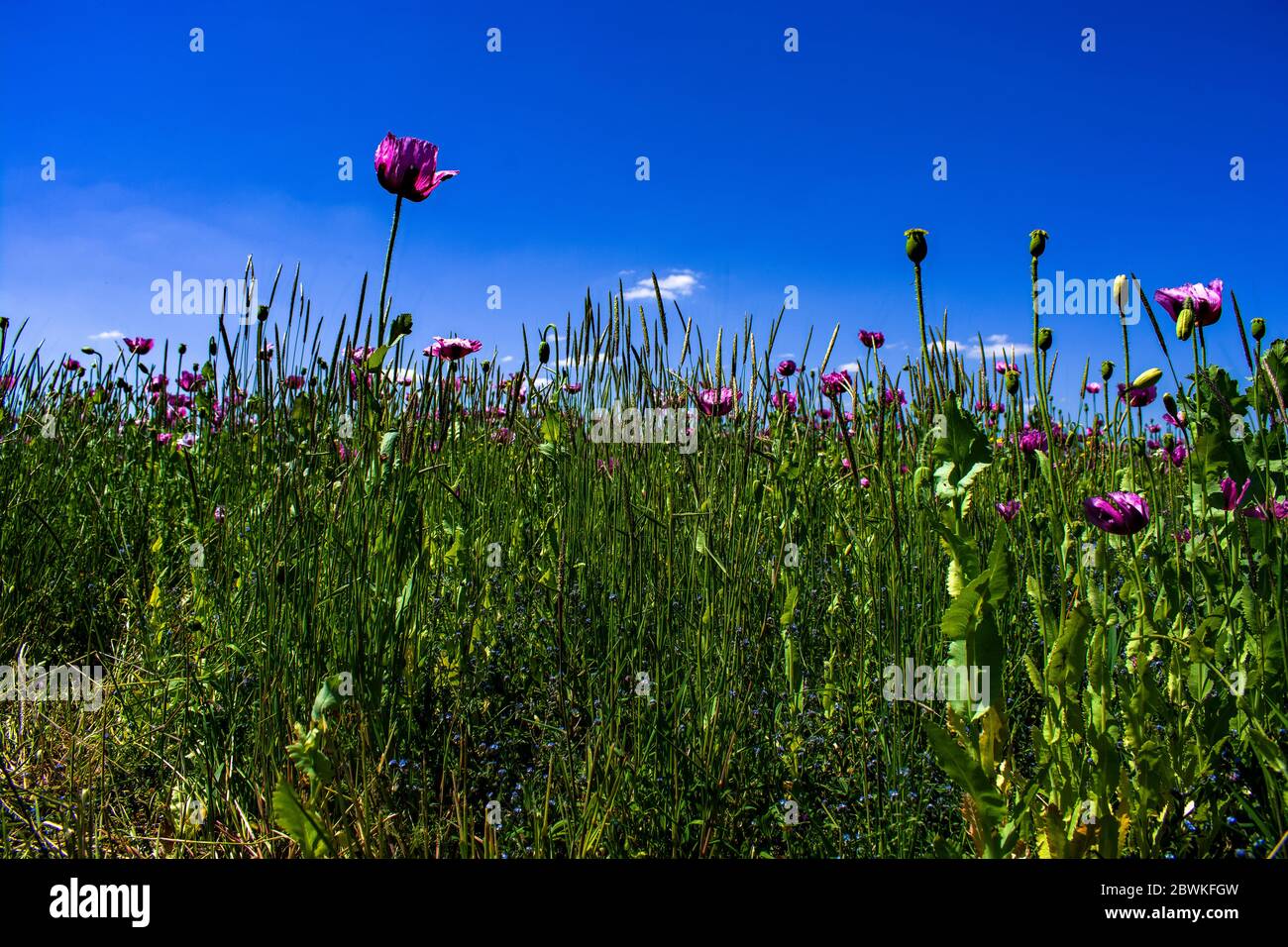 Bade-Wurtemberg : le champ de pavot violet ( HDR ) Banque D'Images