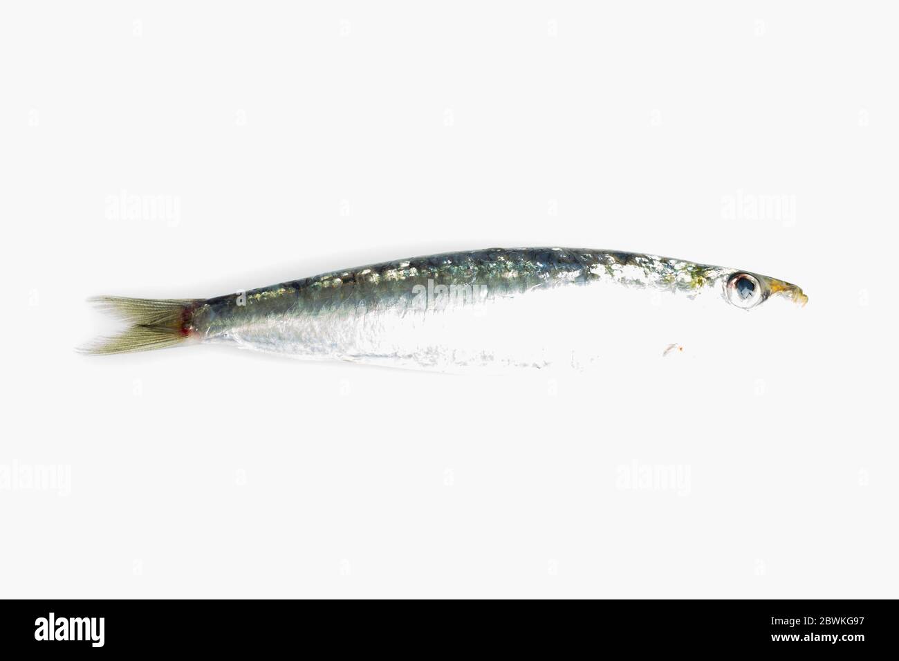 La sardine est un poisson qui se trouve facilement dans les pêcheurs, il  est généralement pêché dans la mer Méditerranée et est commun dans le  régime méditerranéen, sain Photo Stock - Alamy