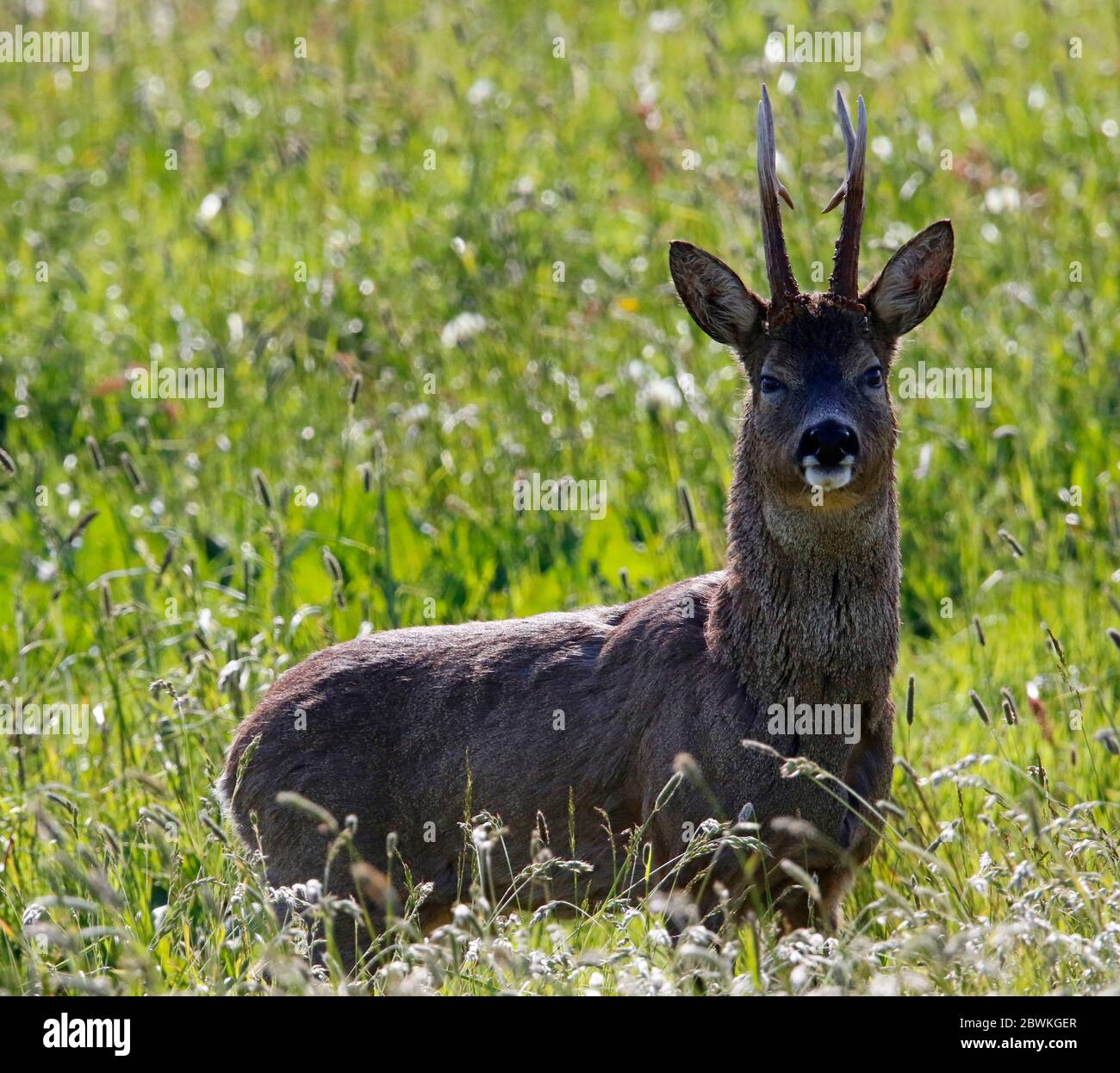 Cerf de Virginie mâle paissant dans la prairie sous le soleil du printemps Banque D'Images