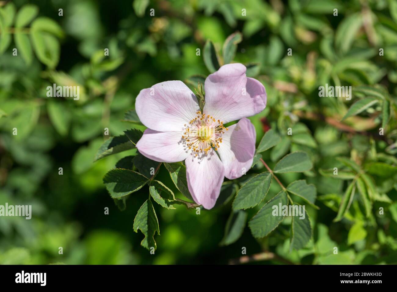 Gros plan de Rosa Canina. Une fleur rose, communément appelée rose de chien. Banque D'Images