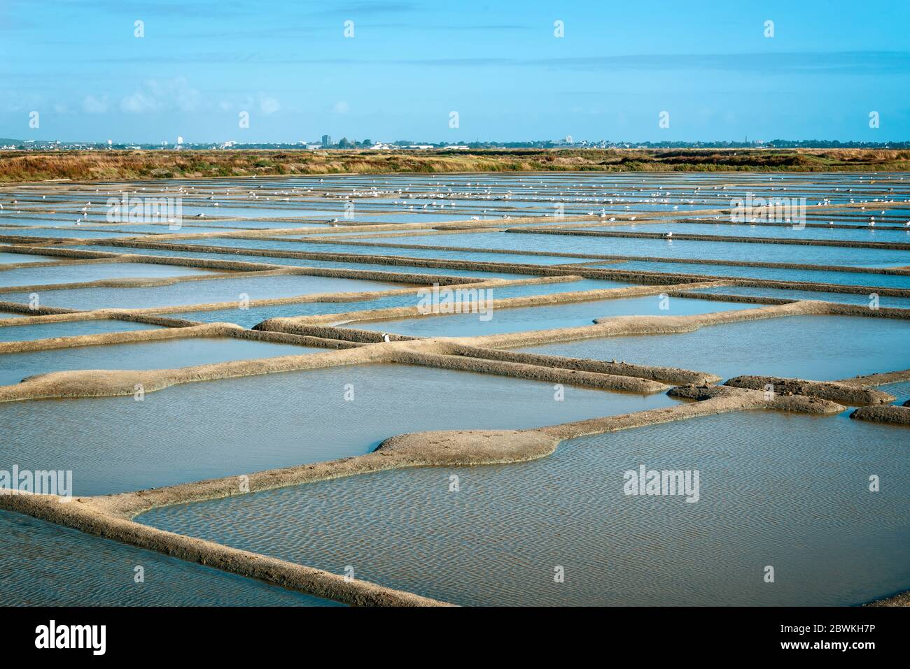 Paysage de marais salants dans la péninsule de Guérande, France Banque D'Images