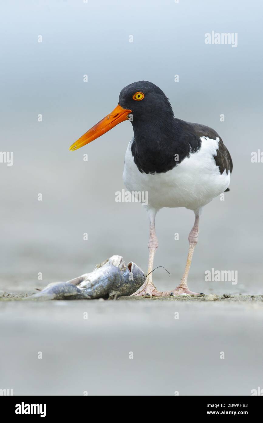 Huistercapcher américain (Haematopus palliatus), adulte qui recherche sur un poisson mort situé sur une plage de sable dans le comté de Galveston, aux États-Unis, au Texas Banque D'Images