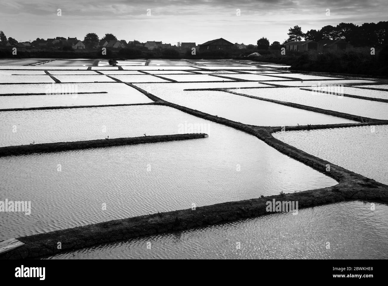 Paysage graphique des marais salants de la péninsule de Guérande, France. Photographie en noir et blanc Banque D'Images