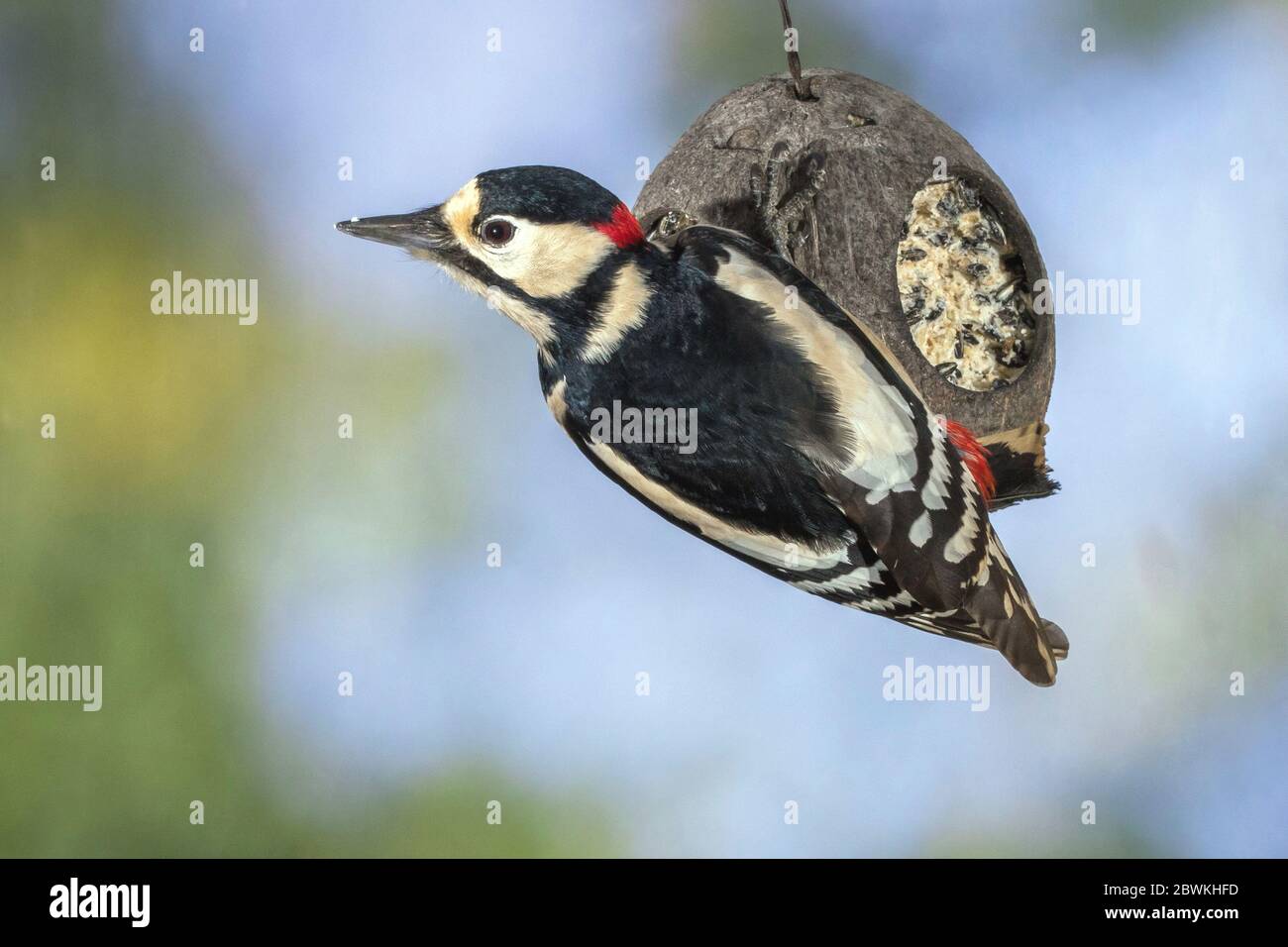 Grand pic à pois (Picoides Major, Dendrocopos Major), homme à la mangeoire à oiseaux, Allemagne Banque D'Images