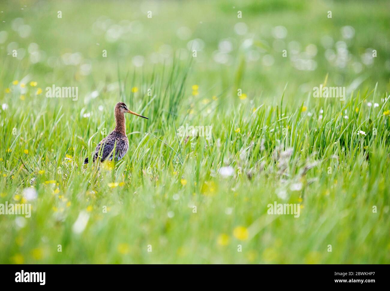 Godwit à queue noire (Limosa limosa), adulte dans un pré vert au printemps, pays-Bas, Hollande-Sud, Hillegom Banque D'Images