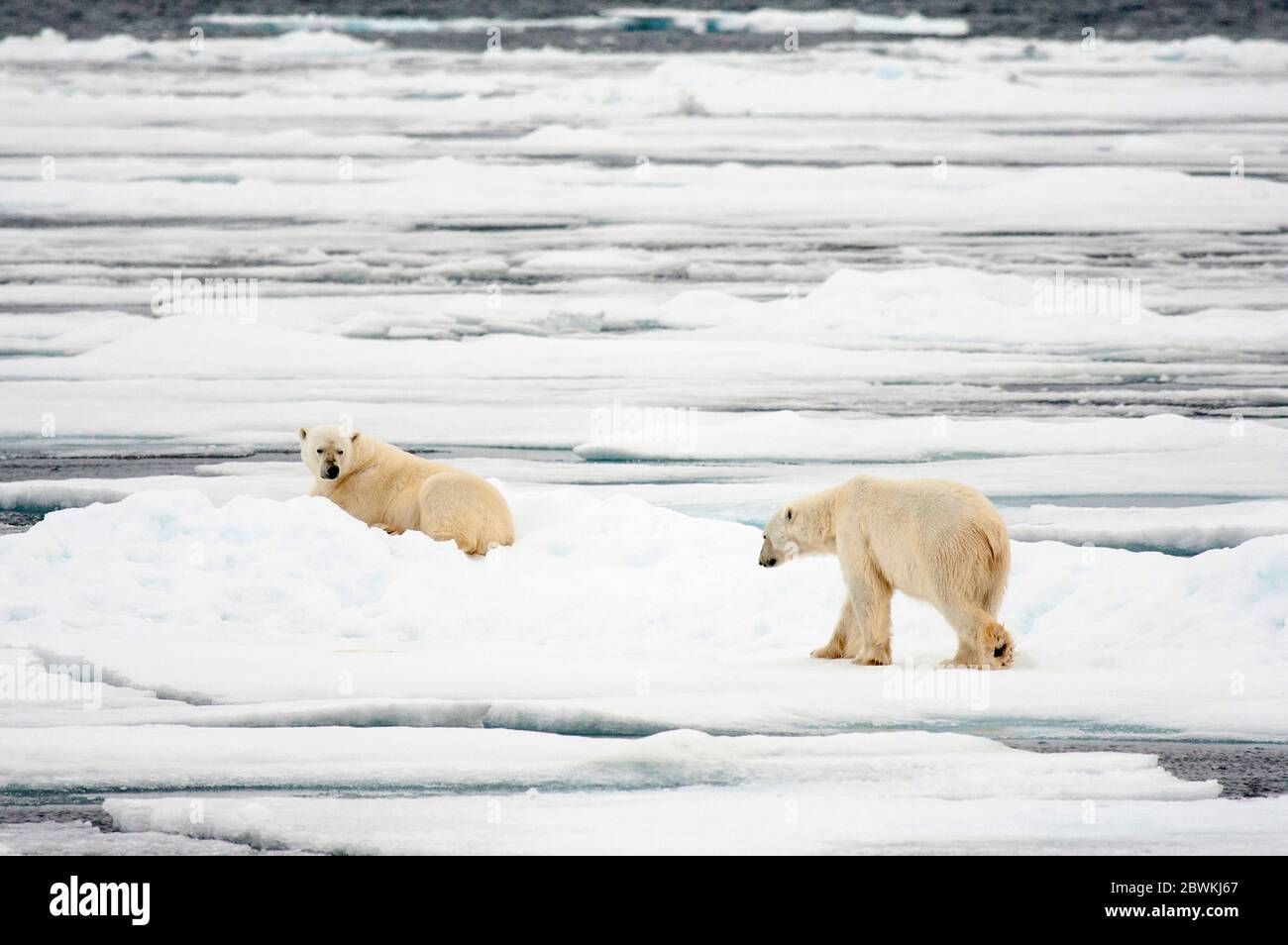 Ours polaire (Ursus maritimus), deux ours sur une banquise, Norvège, Svalbard Banque D'Images