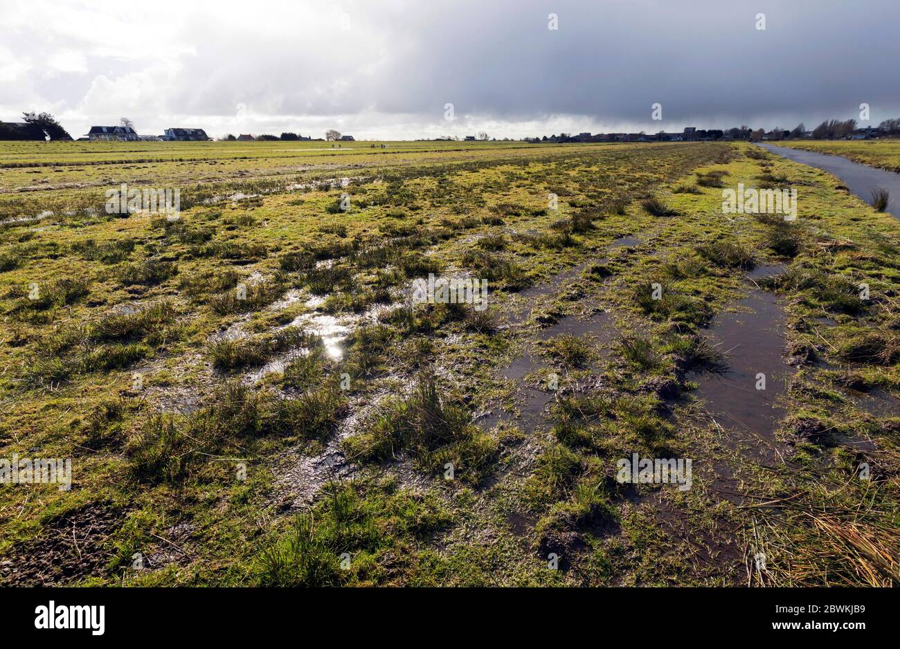 Prairie humide, habitat pour les oiseaux nicheurs comme plusieurs espèces de wader, pays-Bas, pays-Bas du Nord, Zwaanshoek Banque D'Images