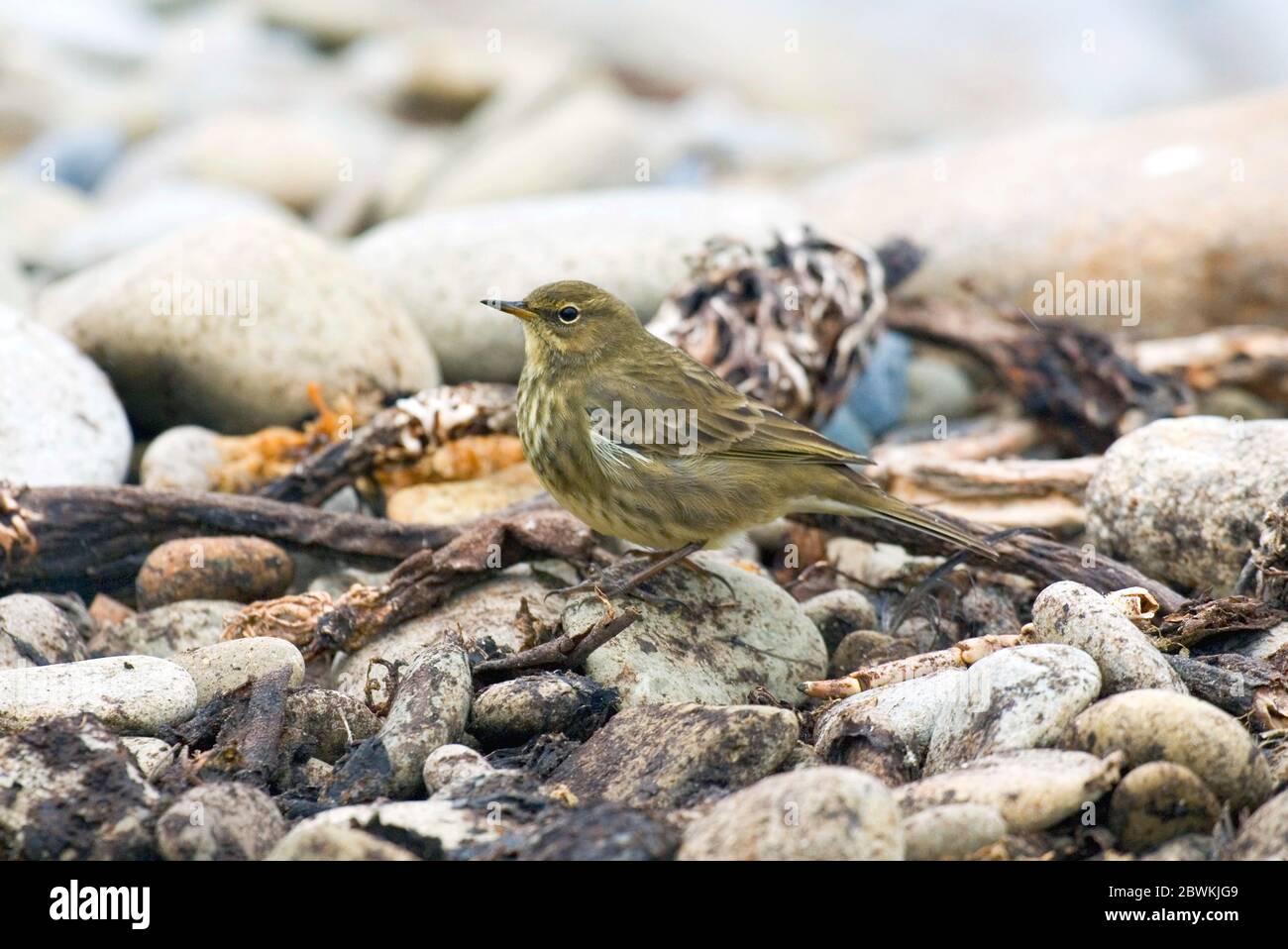 Pitpit de roche (Anthus petrosus, Anthus petrosus petrosus), repose sur la plage de galets, Royaume-Uni, Écosse, îles Shetland, Fair Isle Banque D'Images