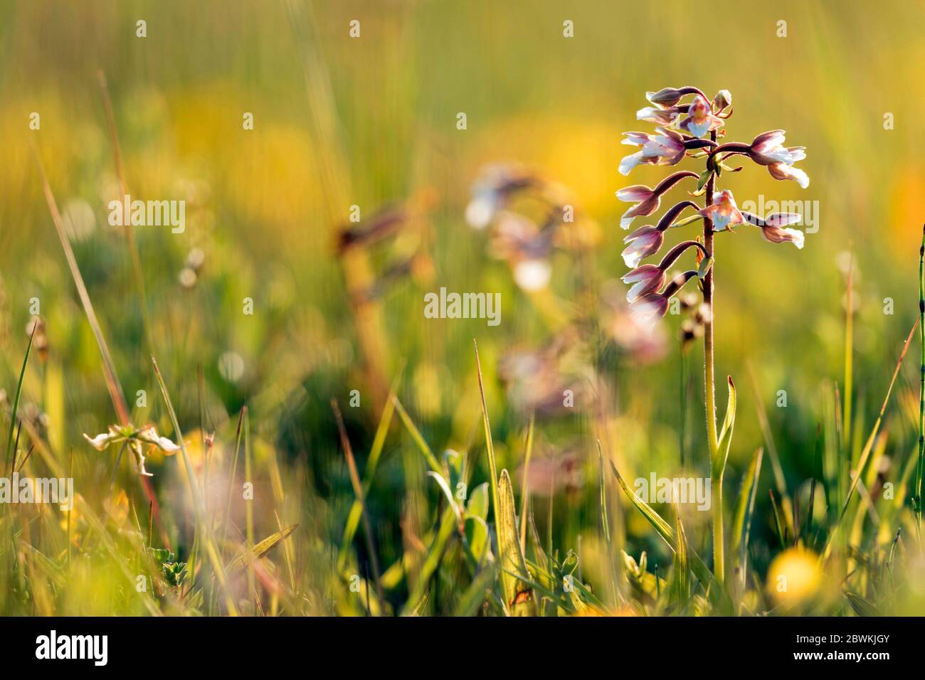 Marais helleborine (Epipactis palustris), floraison, pays-Bas, Hollande-Sud, Wassenaar Banque D'Images