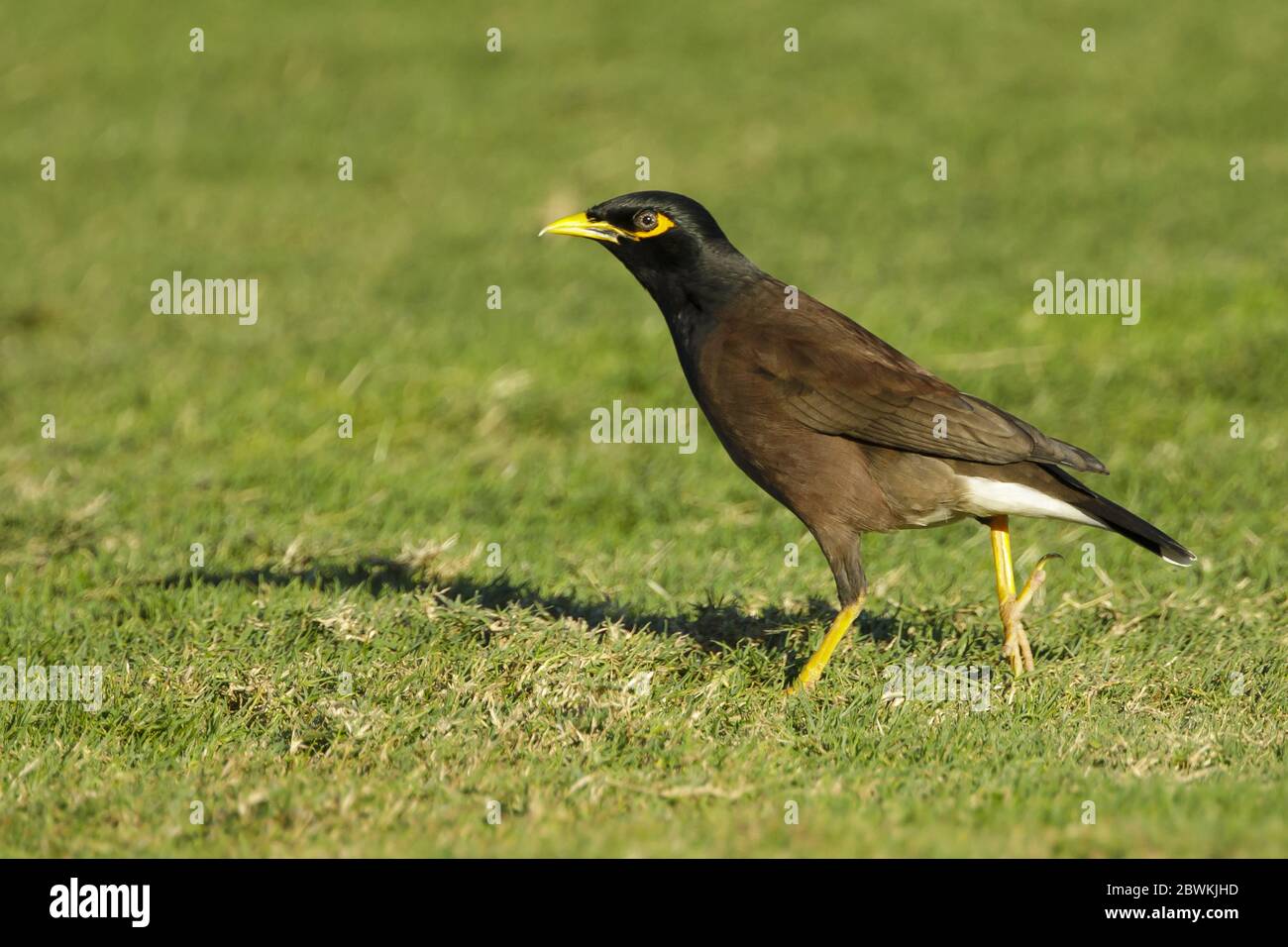 Commune mynah (Acridotheres tristis), adulte marchant sur un parcours de golf, Etats-Unis, Hawaï, Mauna Kea Banque D'Images