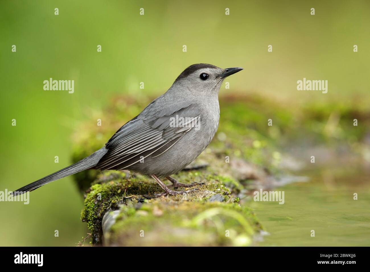 Catbird (Dumetella carolinensis), adulte pendant la migration printanière, États-Unis, Texas, comté de Galveston Banque D'Images