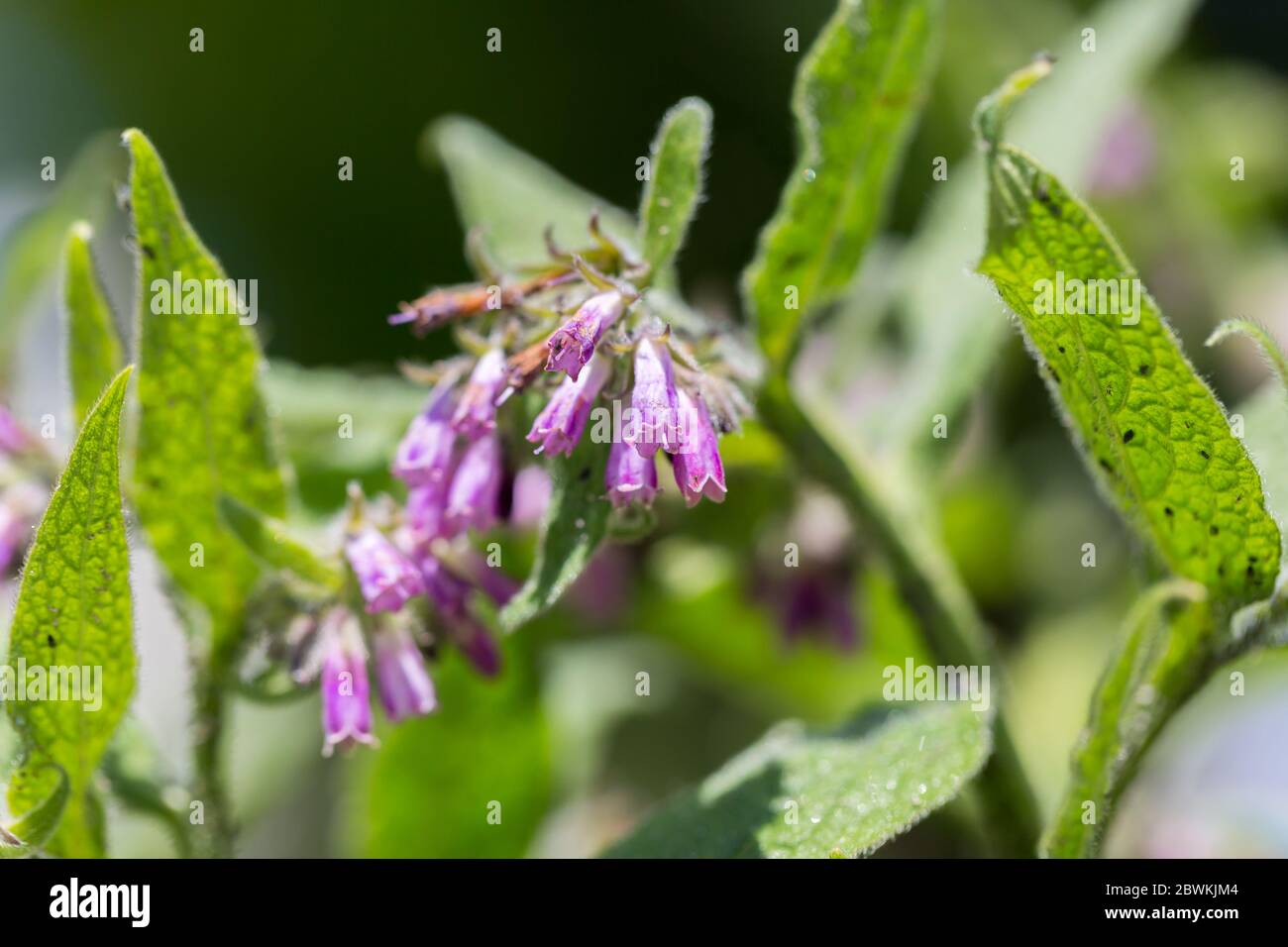 Gros plan des fleurs violettes de Symphytum officinale - mieux connu sous le nom de comfrey commun ou de véritable comfrey. Banque D'Images