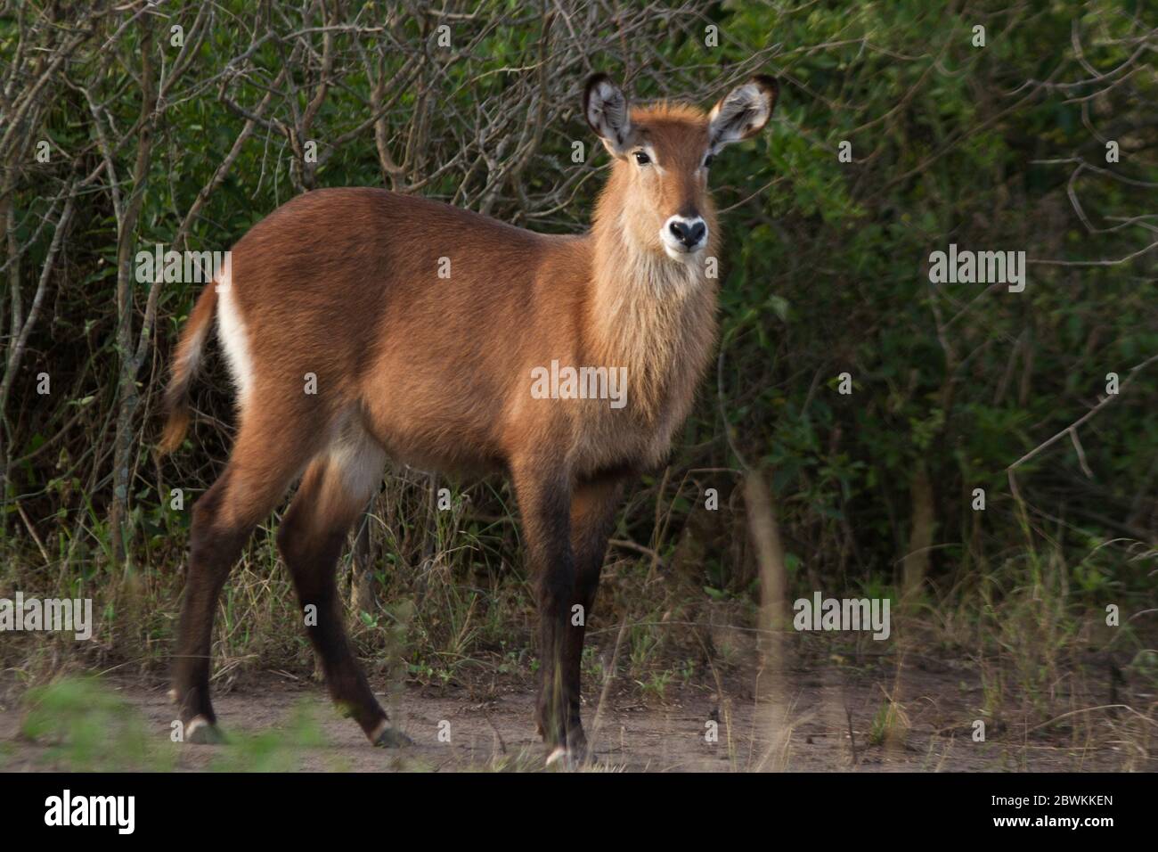 Les marquages distinctifs de la souche blanche solide du perfassa Waterbuck diffèrent de l'anneau blanc du perfard commun trouvé en Afrique australe. Banque D'Images