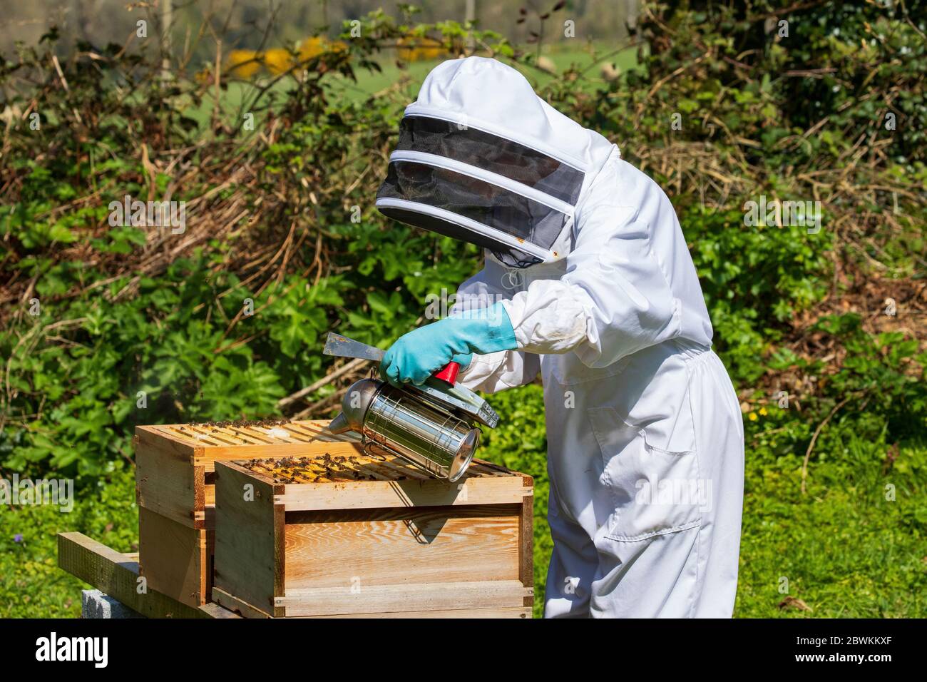 inspection des ruches Banque D'Images