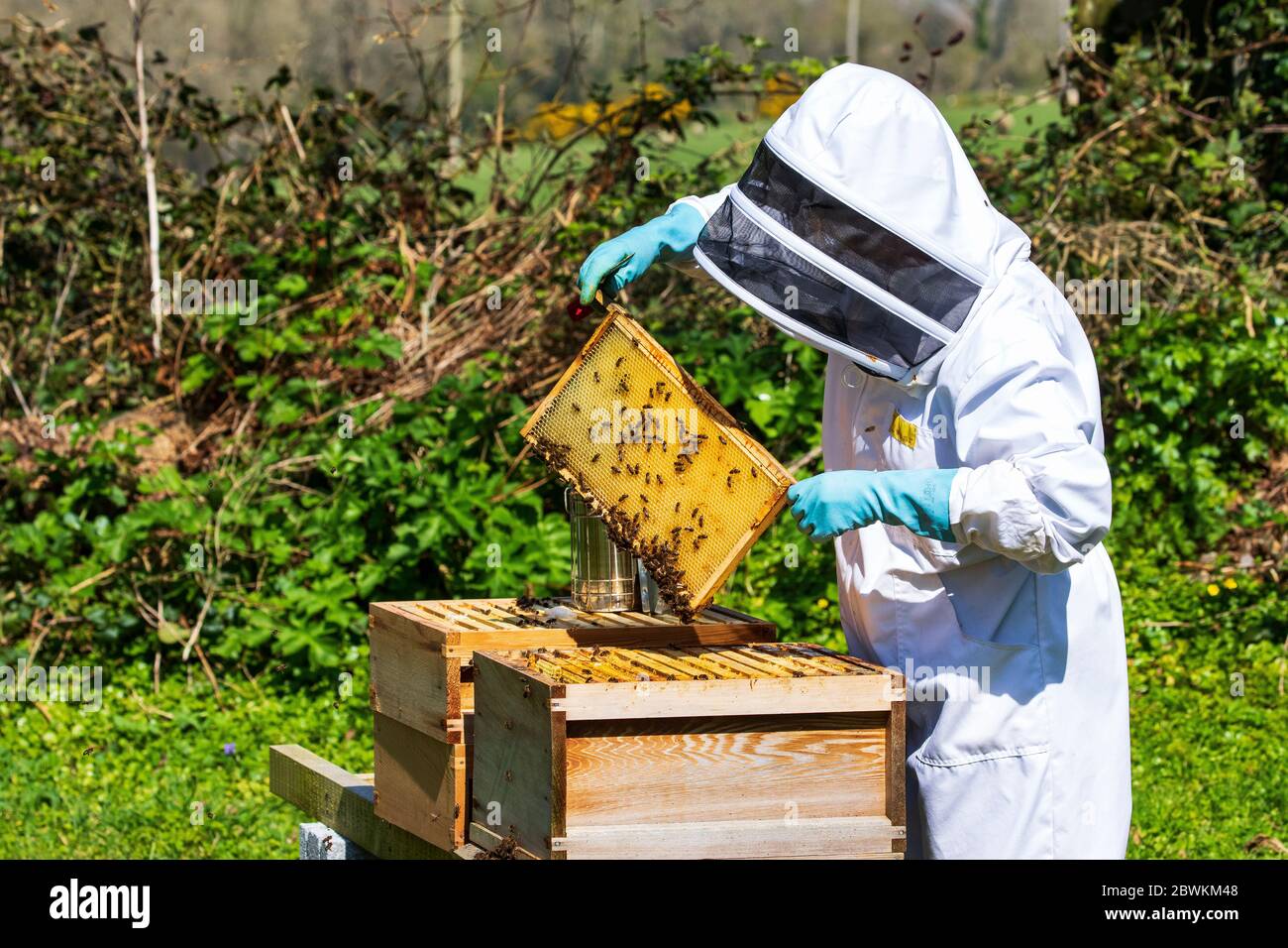inspection des ruches Banque D'Images