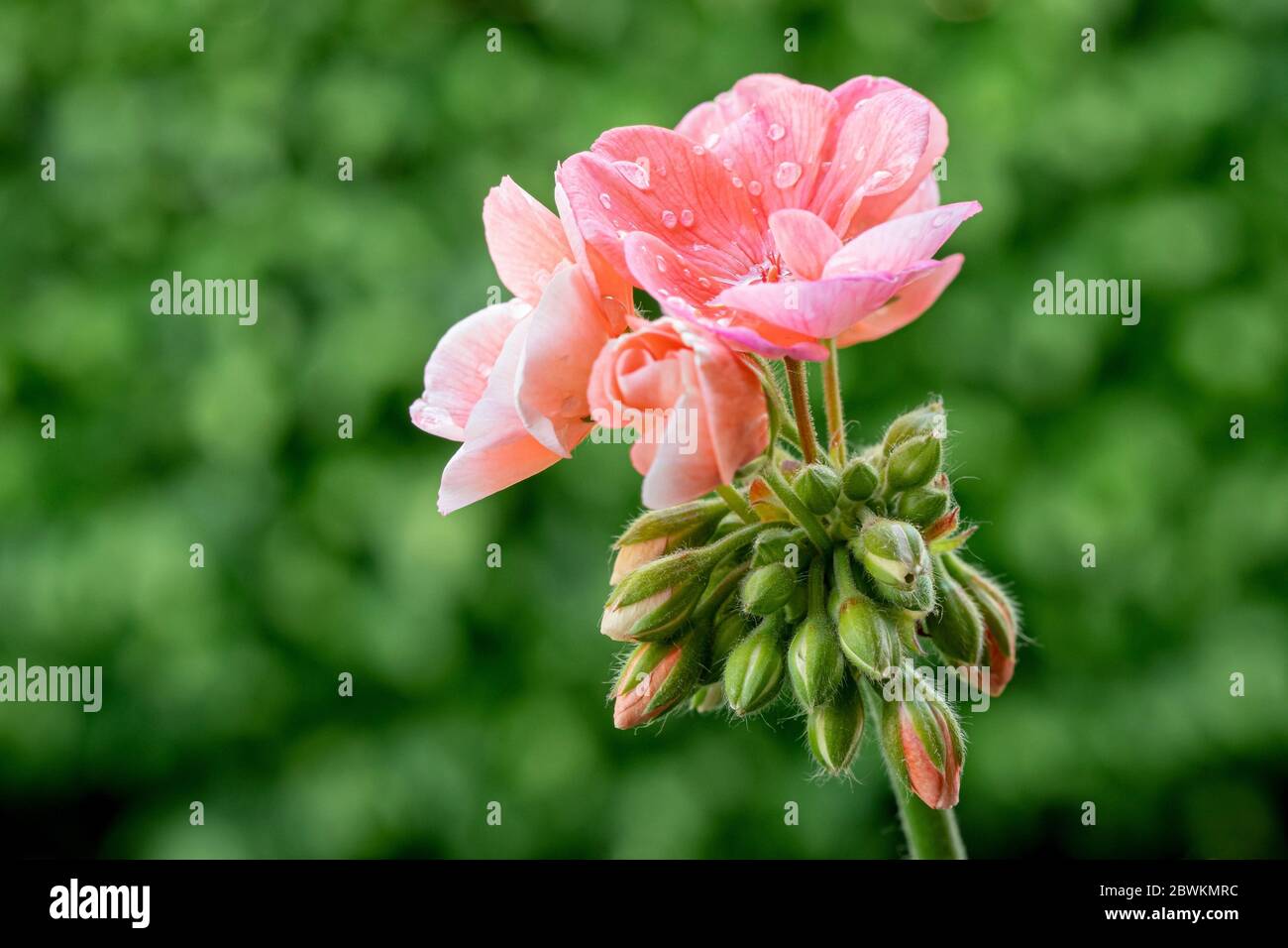 Géranium rosa - Pelargonien - avec gouttes de pluie Photo Stock - Alamy