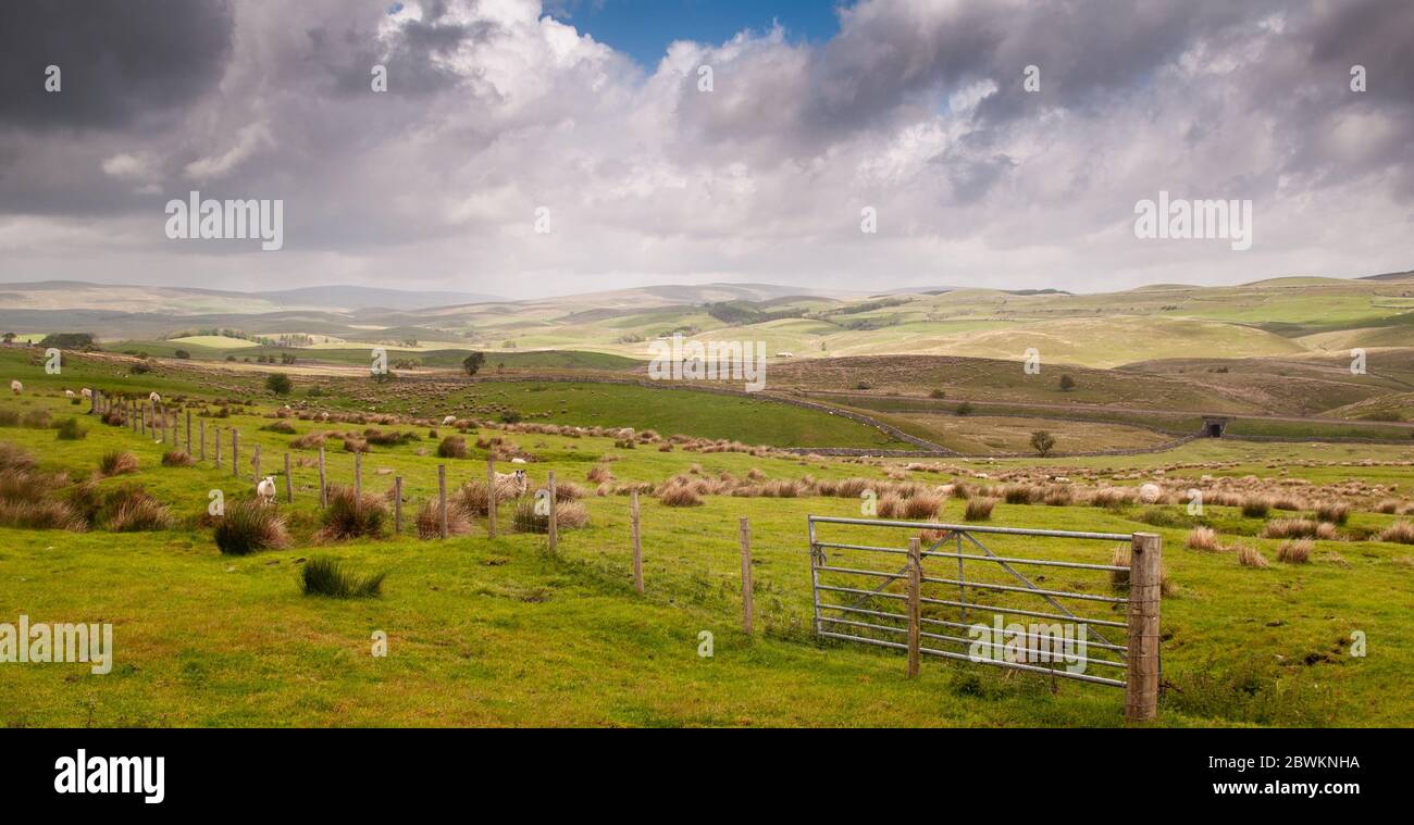 Les moutons se broutent sur des pâturages accidentés à côté du chemin de fer Settle-Carlisle à Ribblesdale, sous les collines des Yorkshire Dales. Banque D'Images