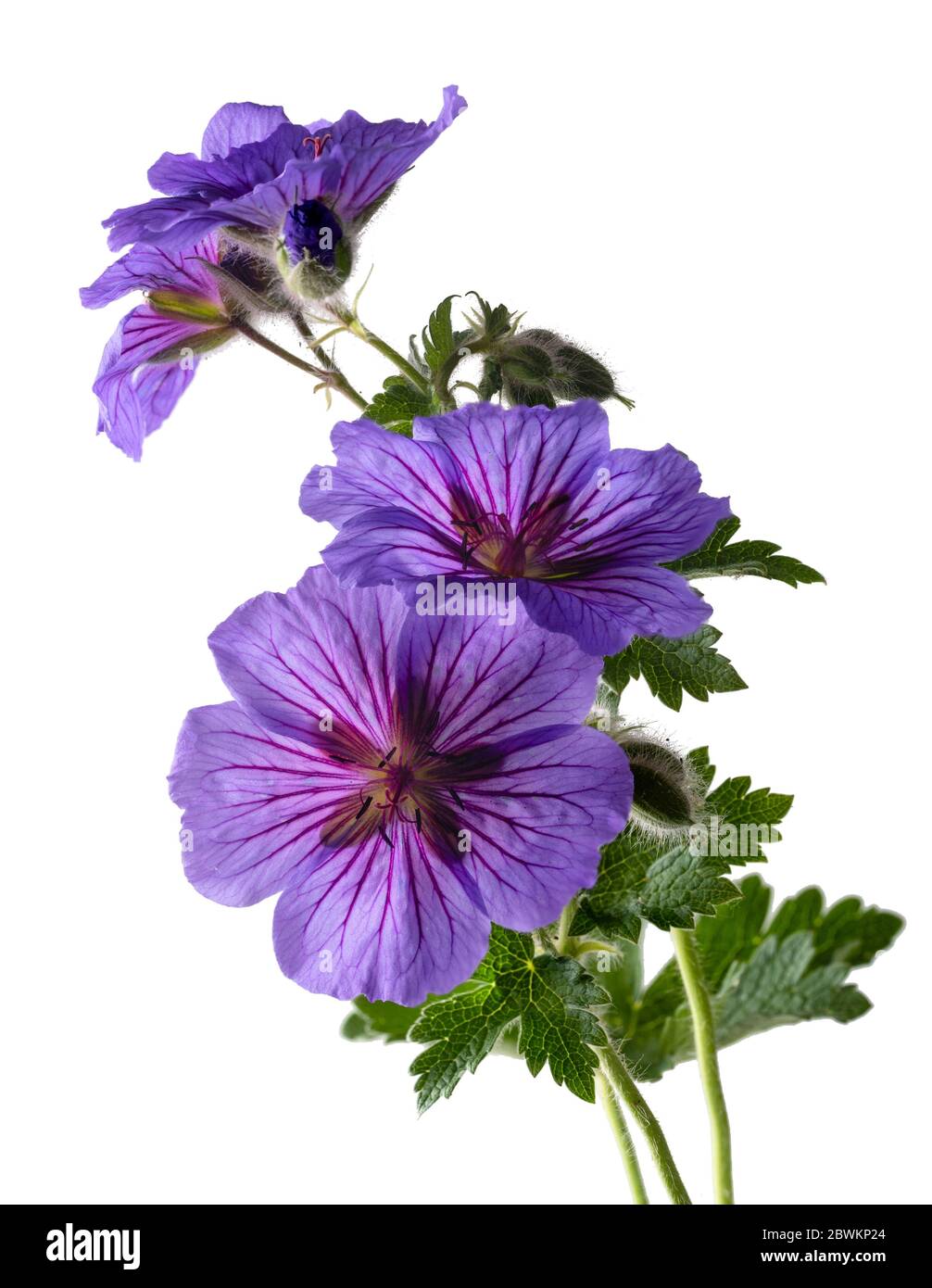 Fleurs de printemps de la vivace et robuste Geranium x magnifium sur fond blanc Banque D'Images