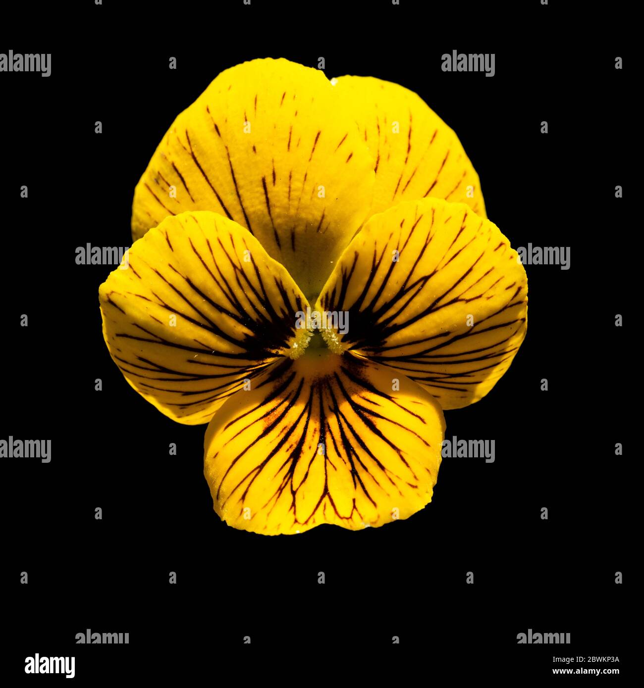 Gros plan d'une fleur unique de Viola 'Tiger Eyes' jaune vivace noir sur fond noir Banque D'Images
