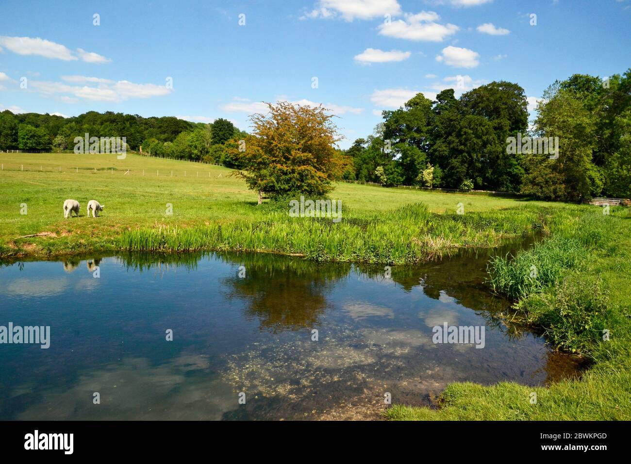 Moutons au bord de la rivière Misbourne, qui traverse le domaine de Shardeloes entre Little Missenden et Amersham dans le Buckinghamshire, Angleterre, Royaume-Uni. Banque D'Images