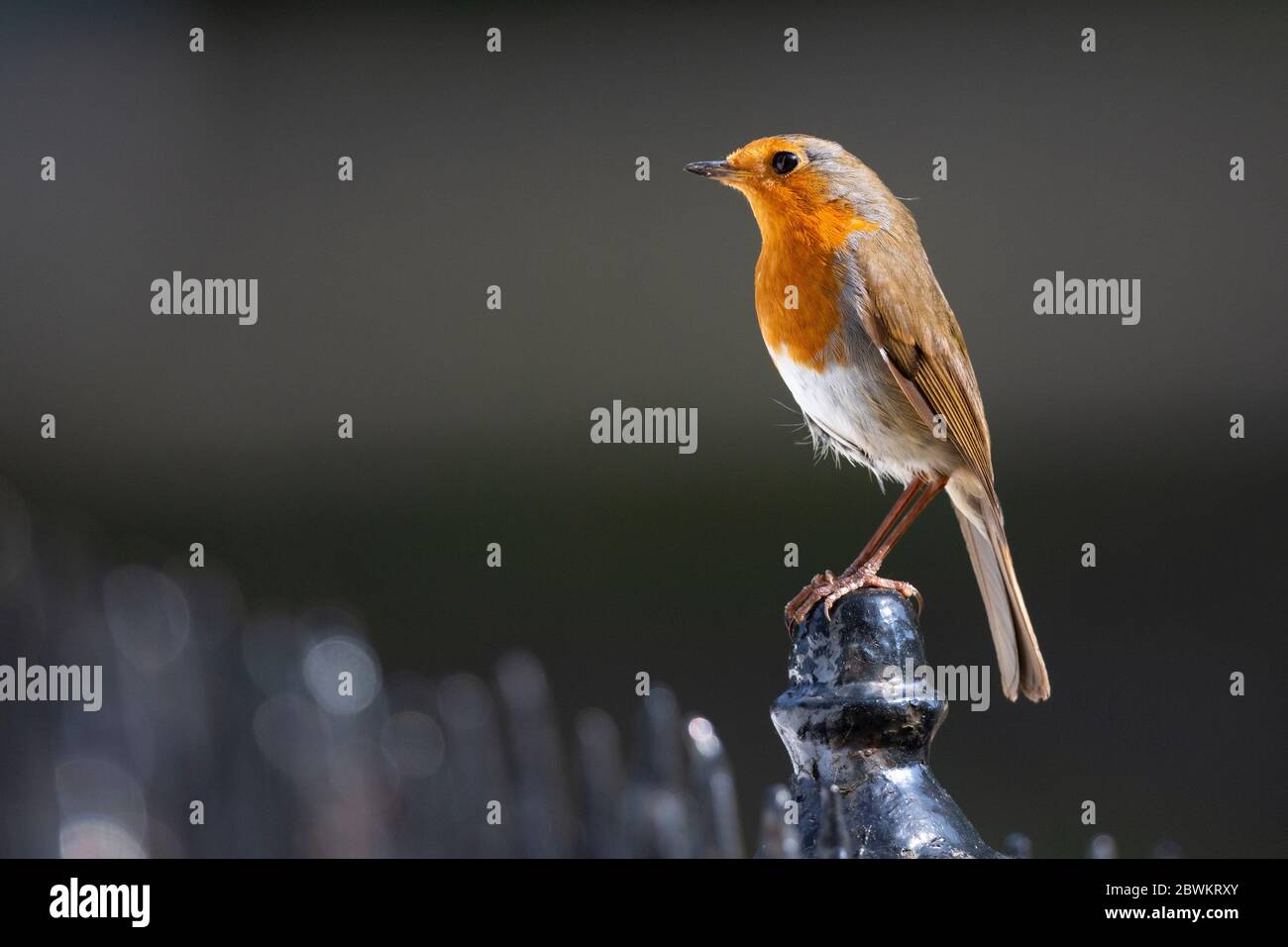 Un Robin européen qui se perche sur des rails de fer avec de la nourriture pour les jeunes dans un jardin urbain Banque D'Images