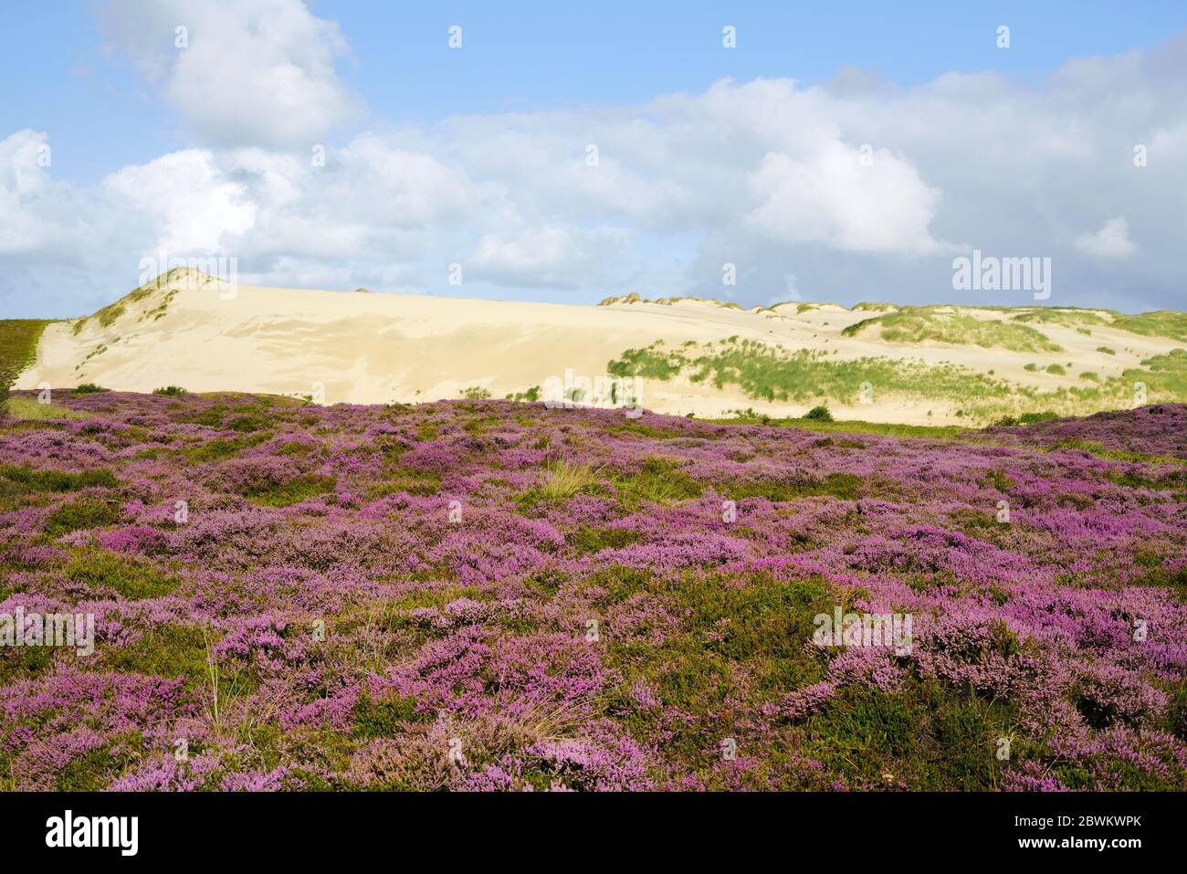 Les dunes changeantes et la bruyère pourpre de floraison en été. Site naturel aux alentours de List, sur l'île allemande de Sylt dans la mer des Wadden. Banque D'Images