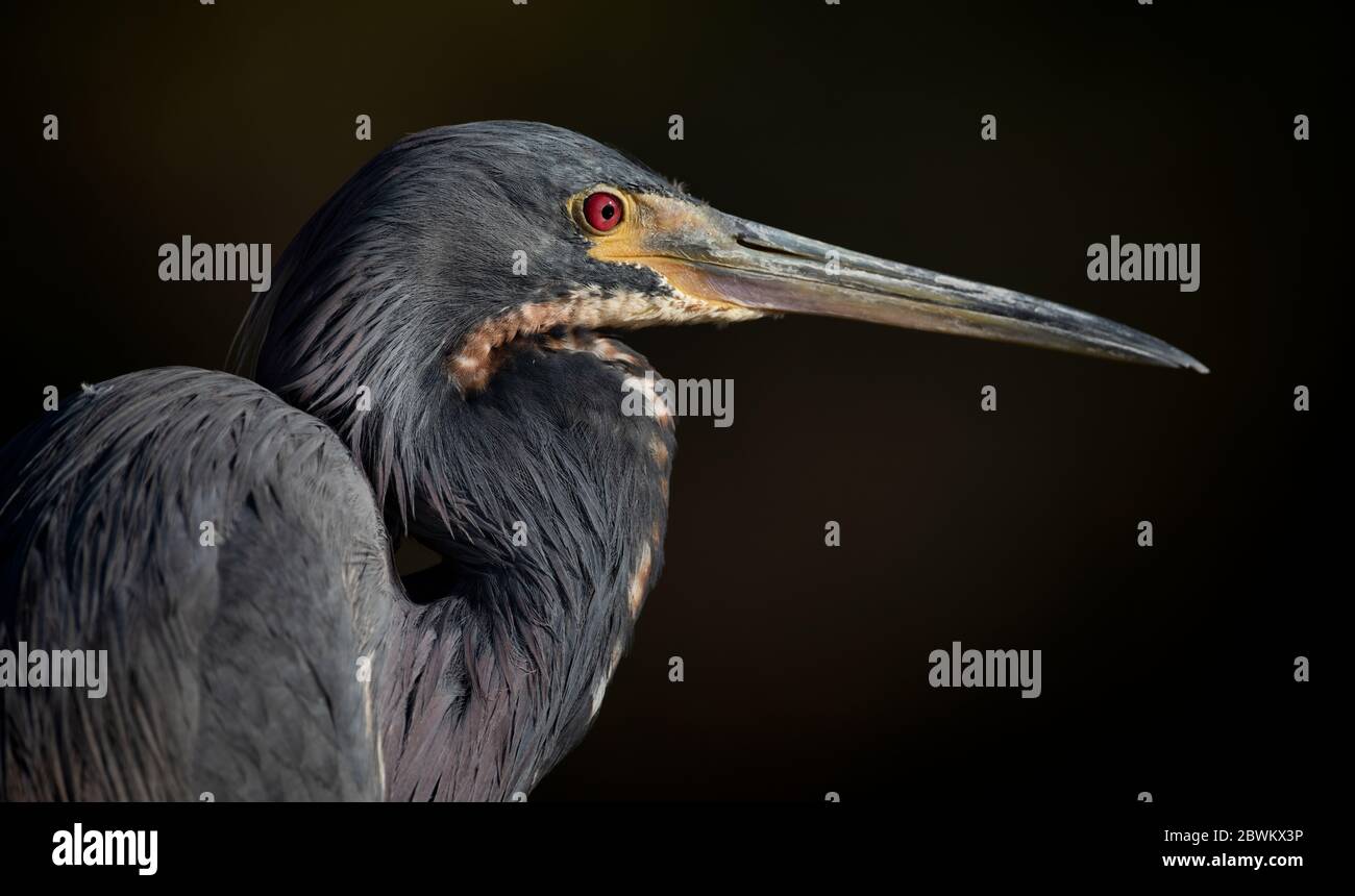Portrait d'un héron tricolore adulte en plein air dans un marais au printemps, très tôt le matin - 2020 mars Jacksonville JAX Florida USA Banque D'Images