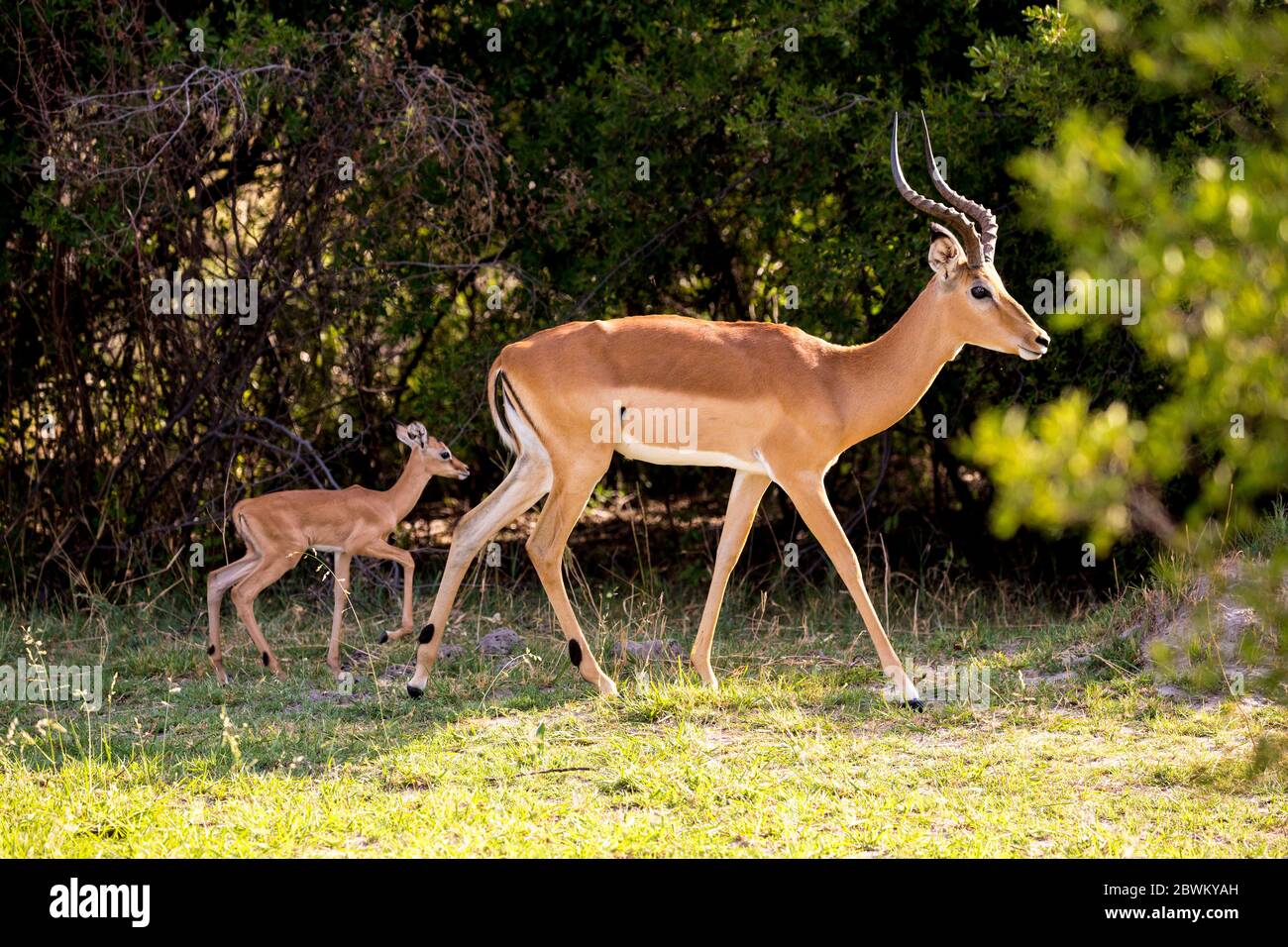 Un impala et un jeune veau, Aepyceros melampus sur le bord de la forêt. Banque D'Images