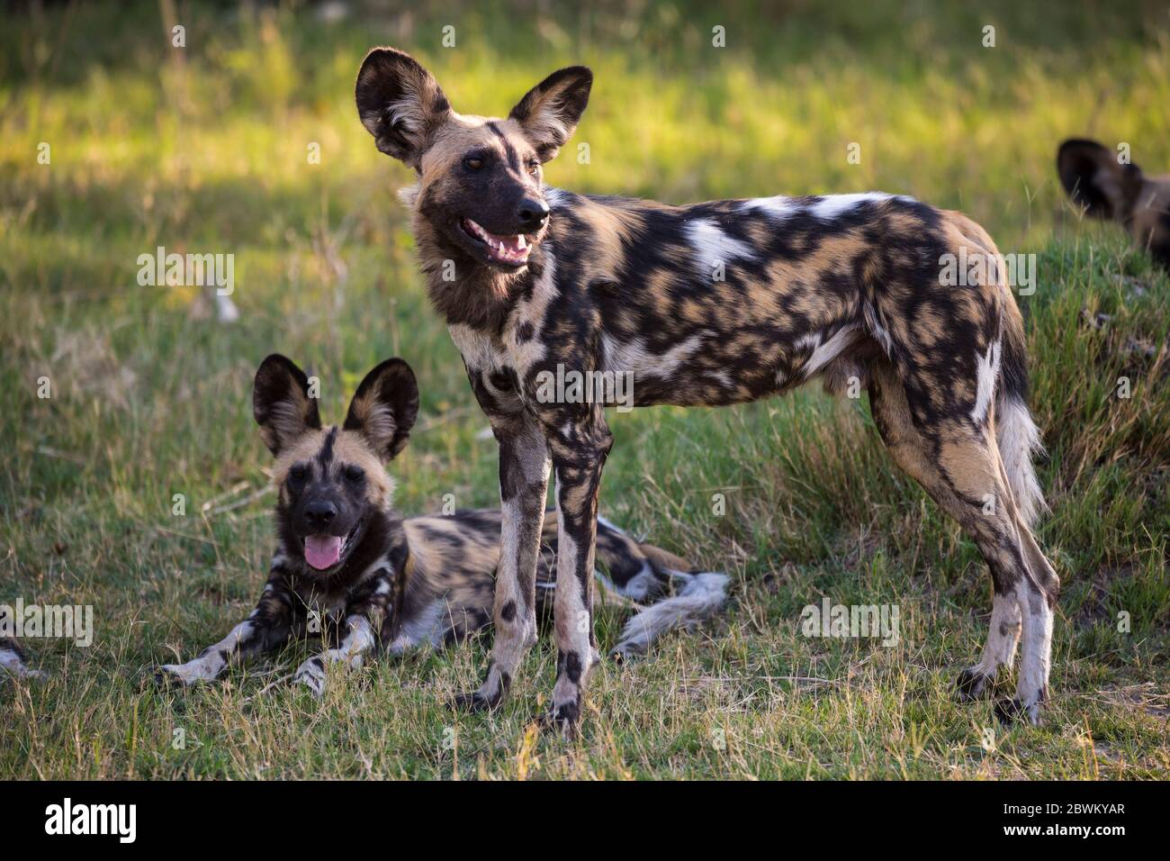 Un paquet de chiens sauvages, Lycaon pictus Banque D'Images