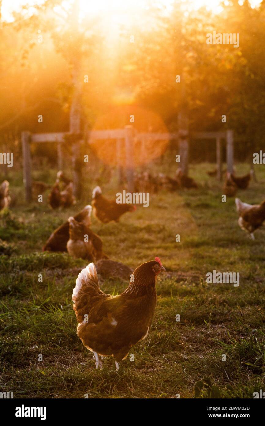 Des poules de plein air en plein air dans la lumière du matin sur une ferme biologique. Banque D'Images