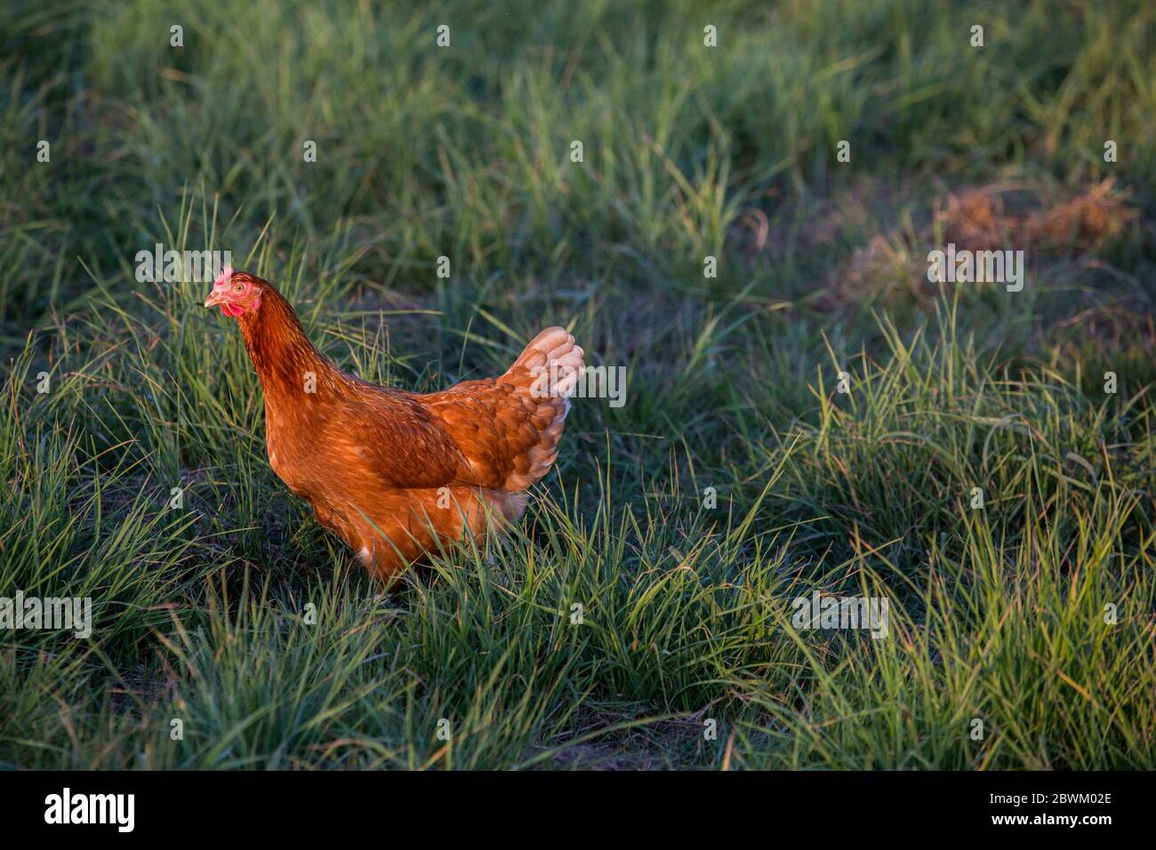 Des poules de plein air en plein air dans la lumière du matin sur une ferme biologique. Banque D'Images