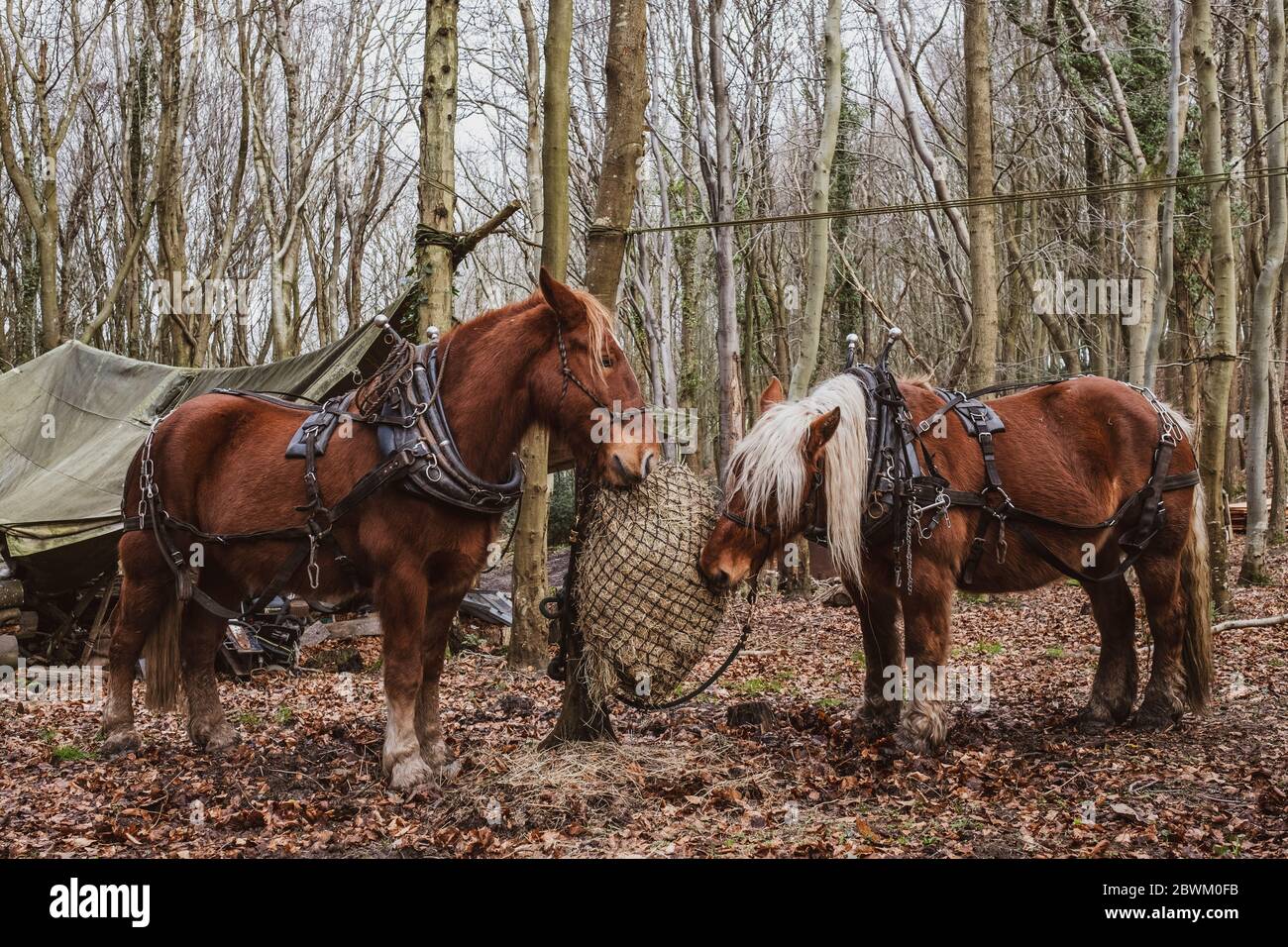 Deux chevaux de travail bruns se tenant dans une forêt, mangeant du foin. Banque D'Images