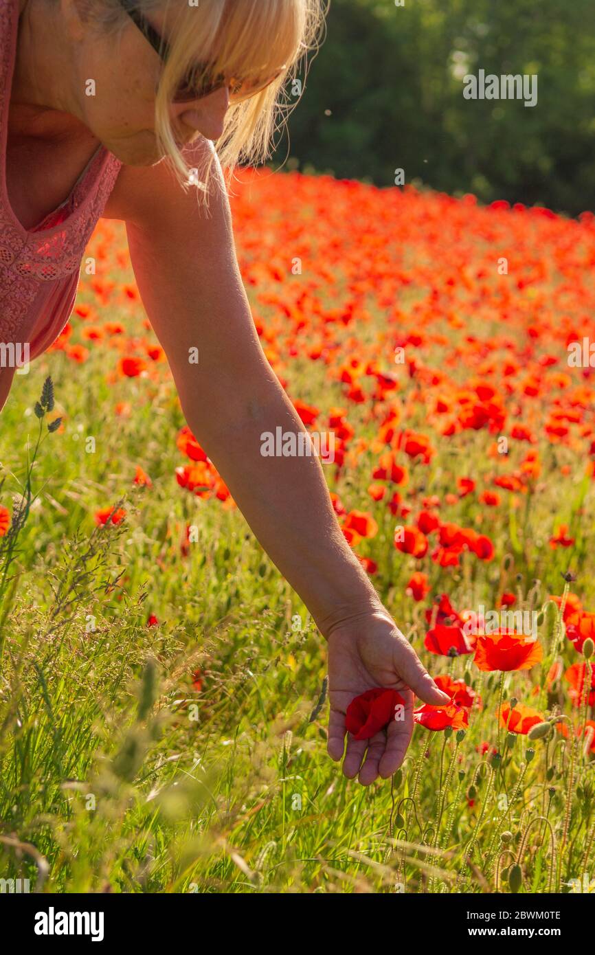 Femme avec des coquelicots rouges dans un champ dans la campagne anglaise Banque D'Images