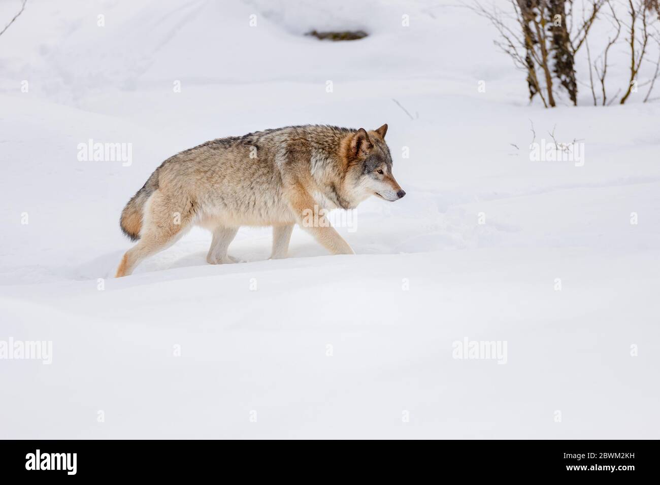 Vue latérale du loup eurasien qui se balade sur la neige Banque D'Images