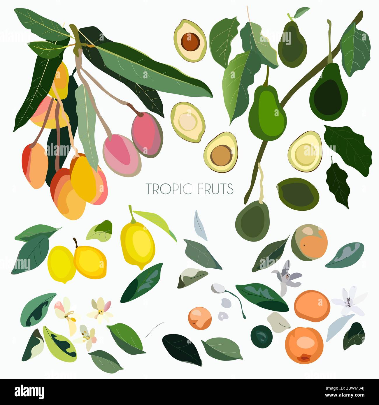 Illustration vectorielle avec feuilles, inflorescences, branches et fruits arbres exotiques sur fond blanc. Orange, mangue, citron, plantes d'avocat. SPE 10 Banque D'Images